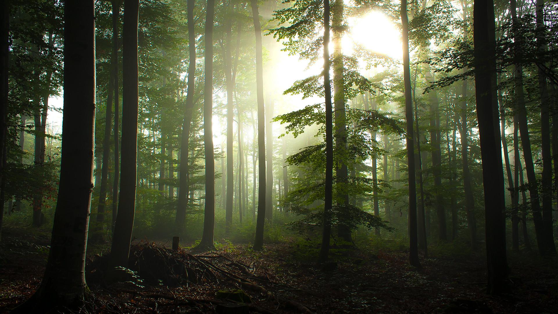 1920x1080 Rainforest Wallpaper 1920x1080