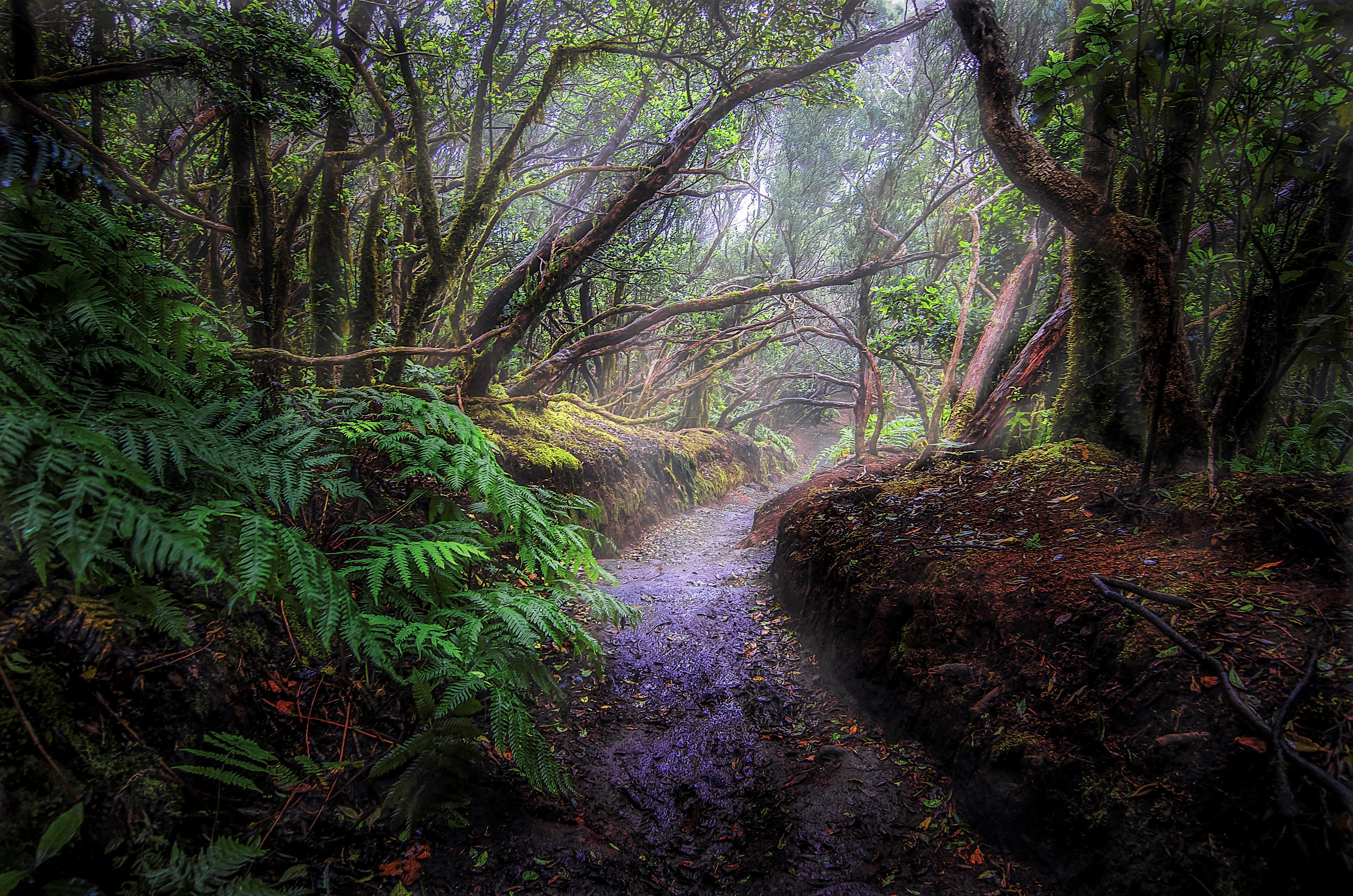 4928x3264 Rainforest Wallpaper Beautiful Tropical Rainforest Wallpaper Inspiration of The Hudson