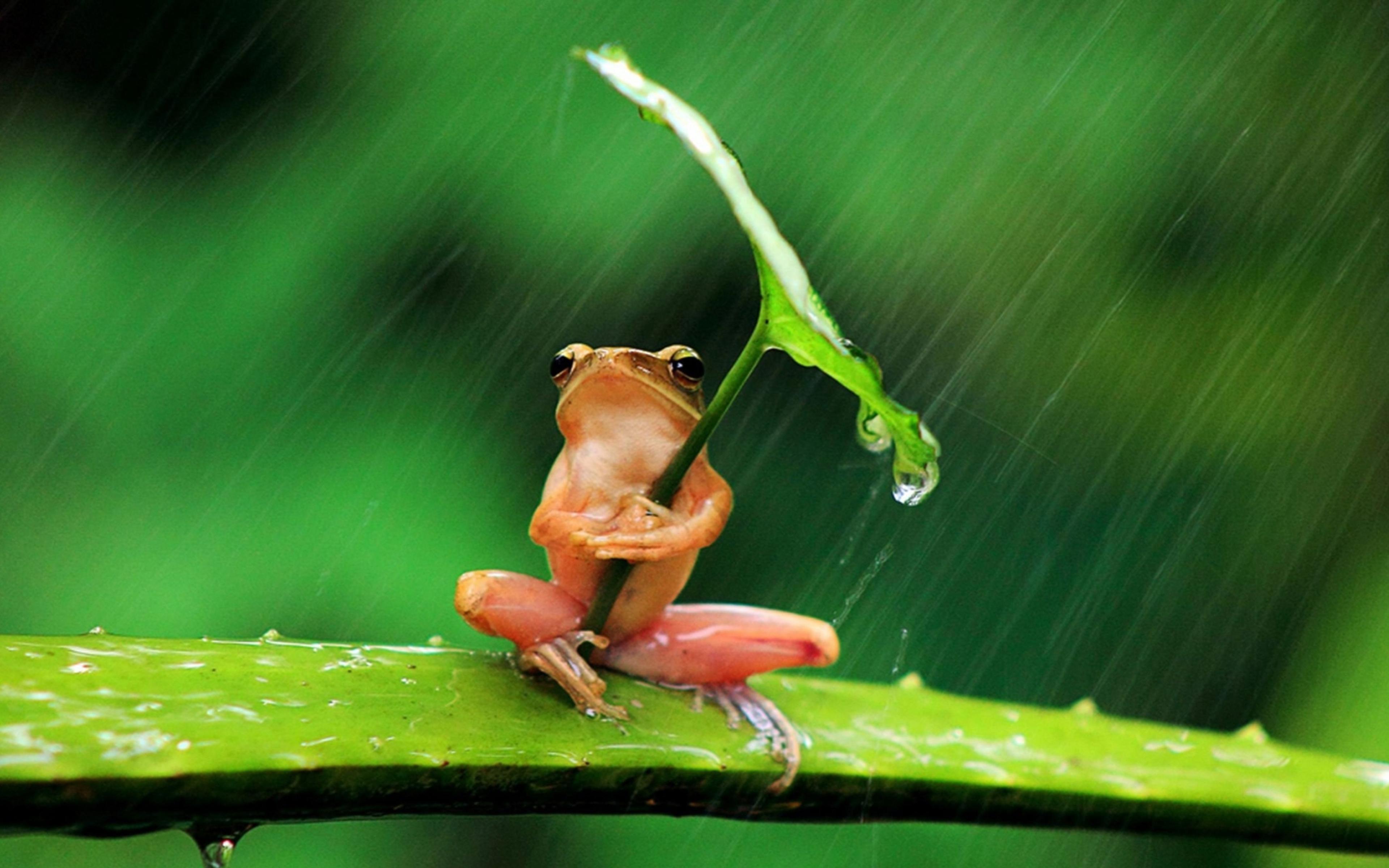 3840x2400 Green Frog Umbrella Leaf Hiding From Rain Wallpaper Widescreen HD Resolution :