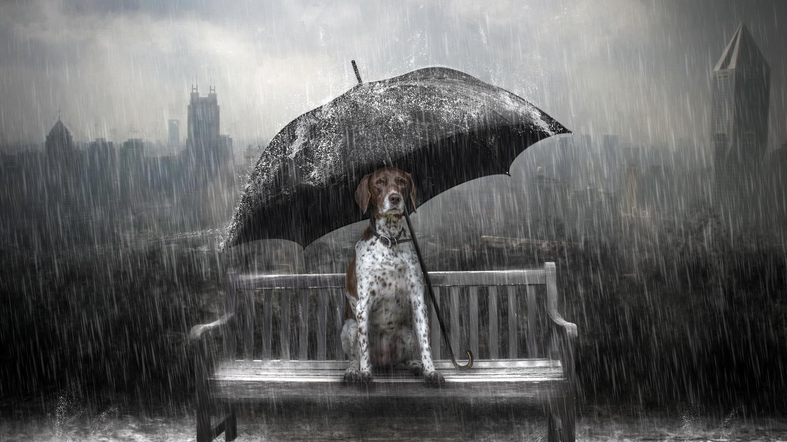 1600x900 Dog Rain Umbrella Photo Manipulation 1600x900 Resolution HD 4k Wallpaper, Image, Background, Photo and Picture
