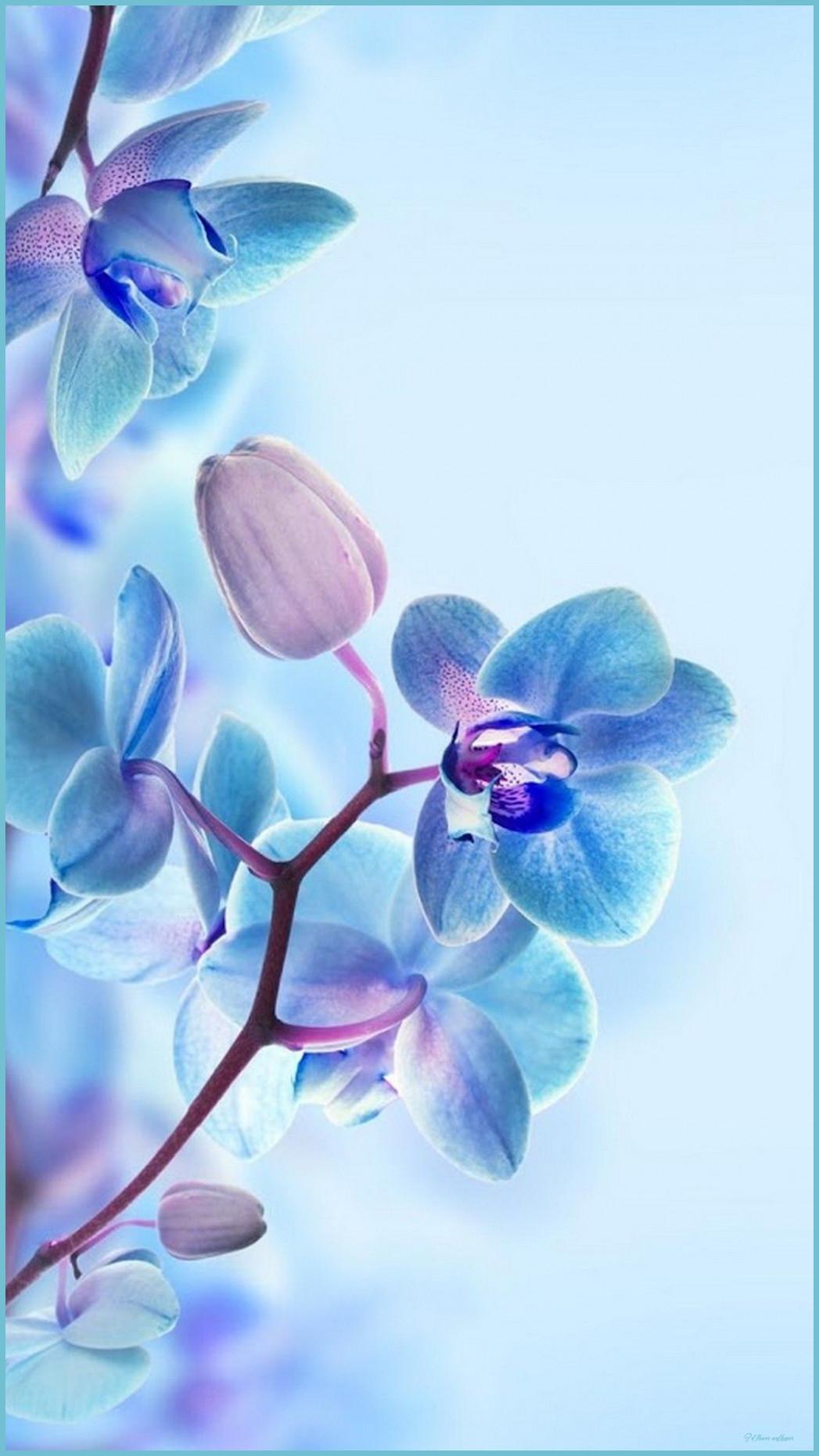 1047x1862 9D Flower HD Wallpaper For Mobile Best HD Wallpaper Blue Flower Wallpaper