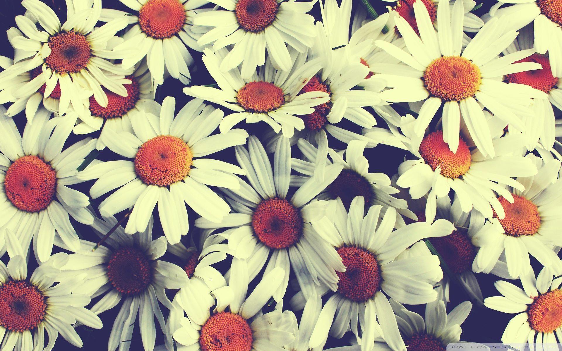 1920x1200 Vintage Flower Desktop Wallpaper