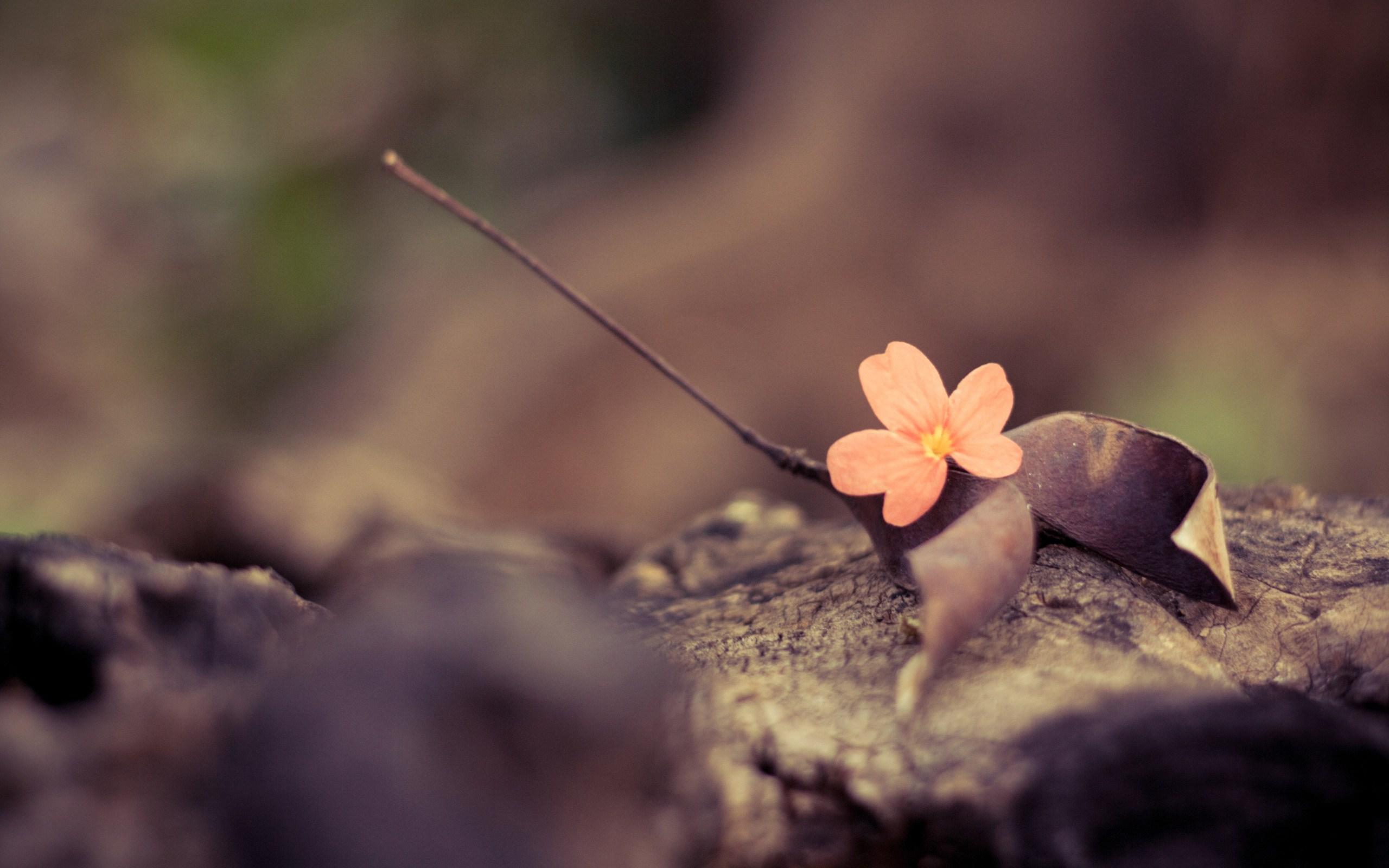 2560x1600 Awesome Cute Vintage Flowers HD Wallpaper Free Download