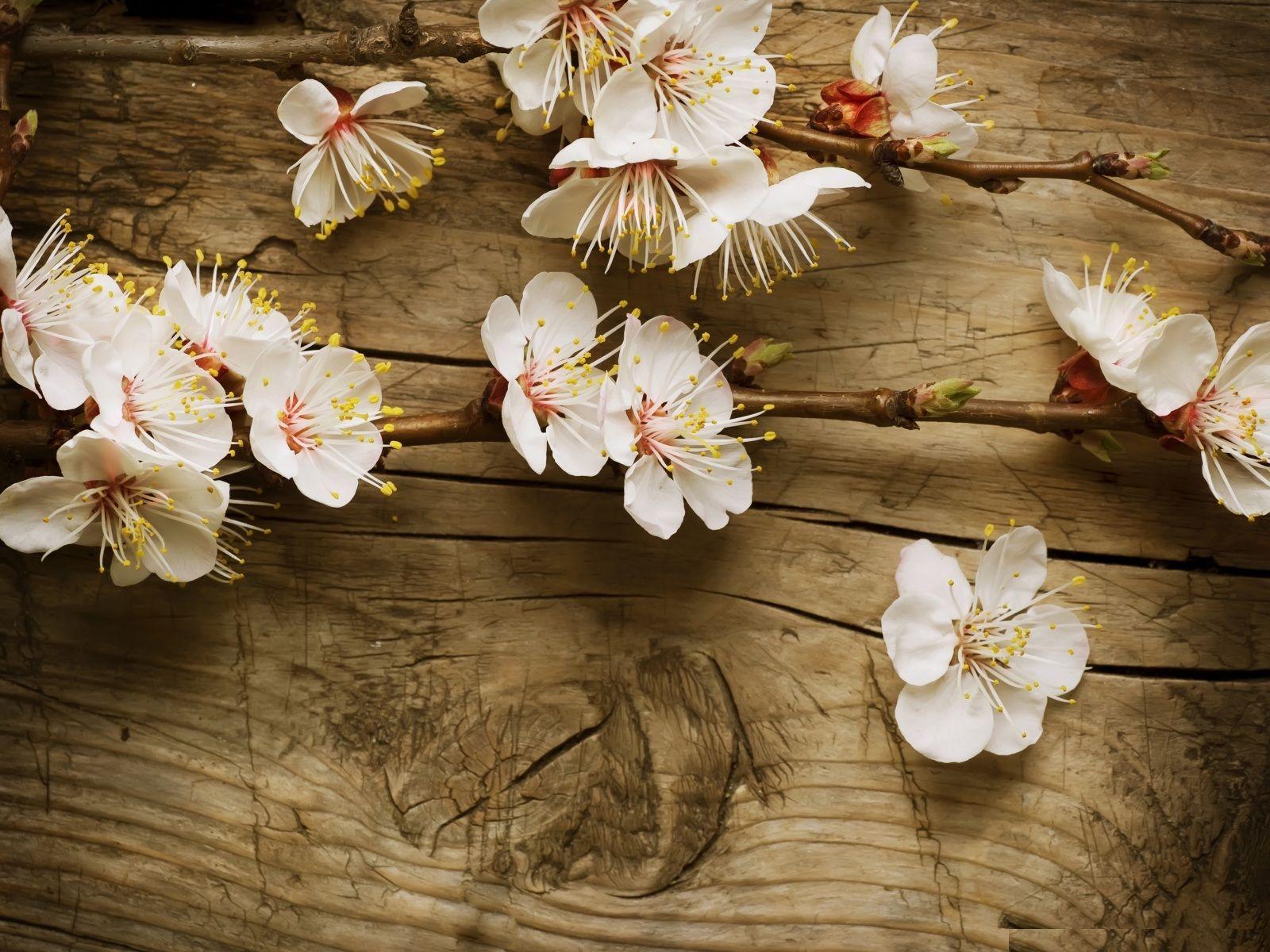 1600x1200 Vintage Flowers Photography Wallpaper, HD Vintage Flowers Photography Background