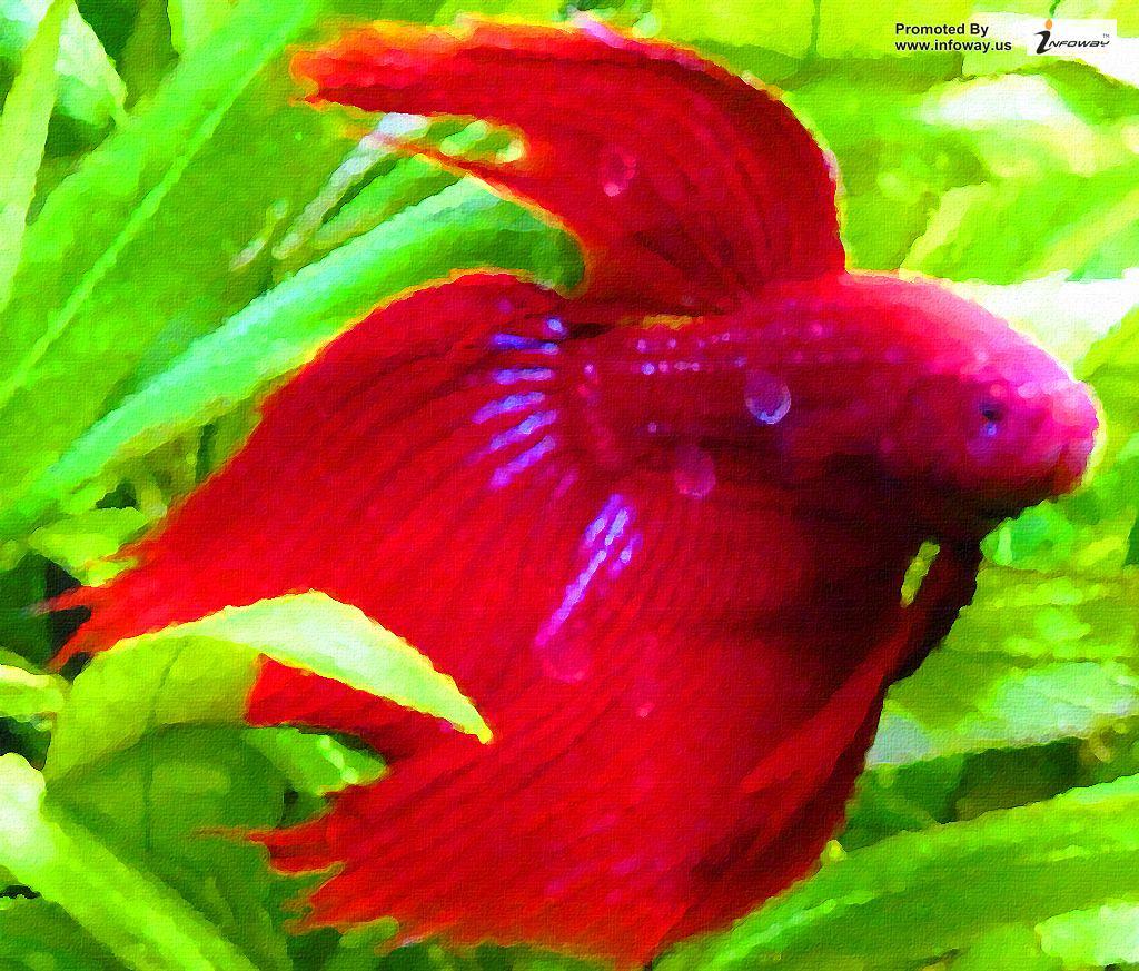 1024x873 freshwater fish wallpaper. freshwater fish wallpaper