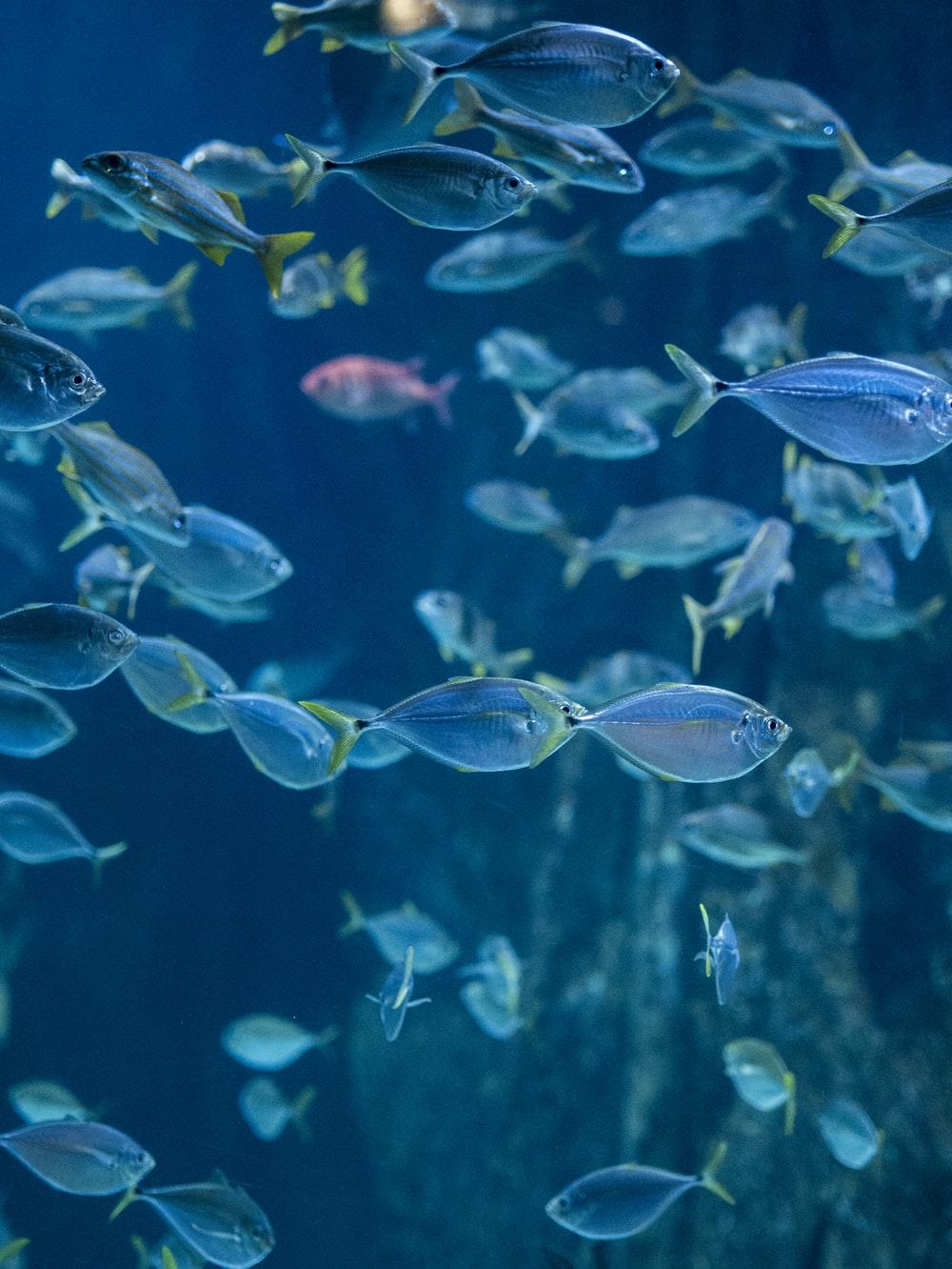 1000x1332 Fish Wallpaper: Free HD Download [HQ]