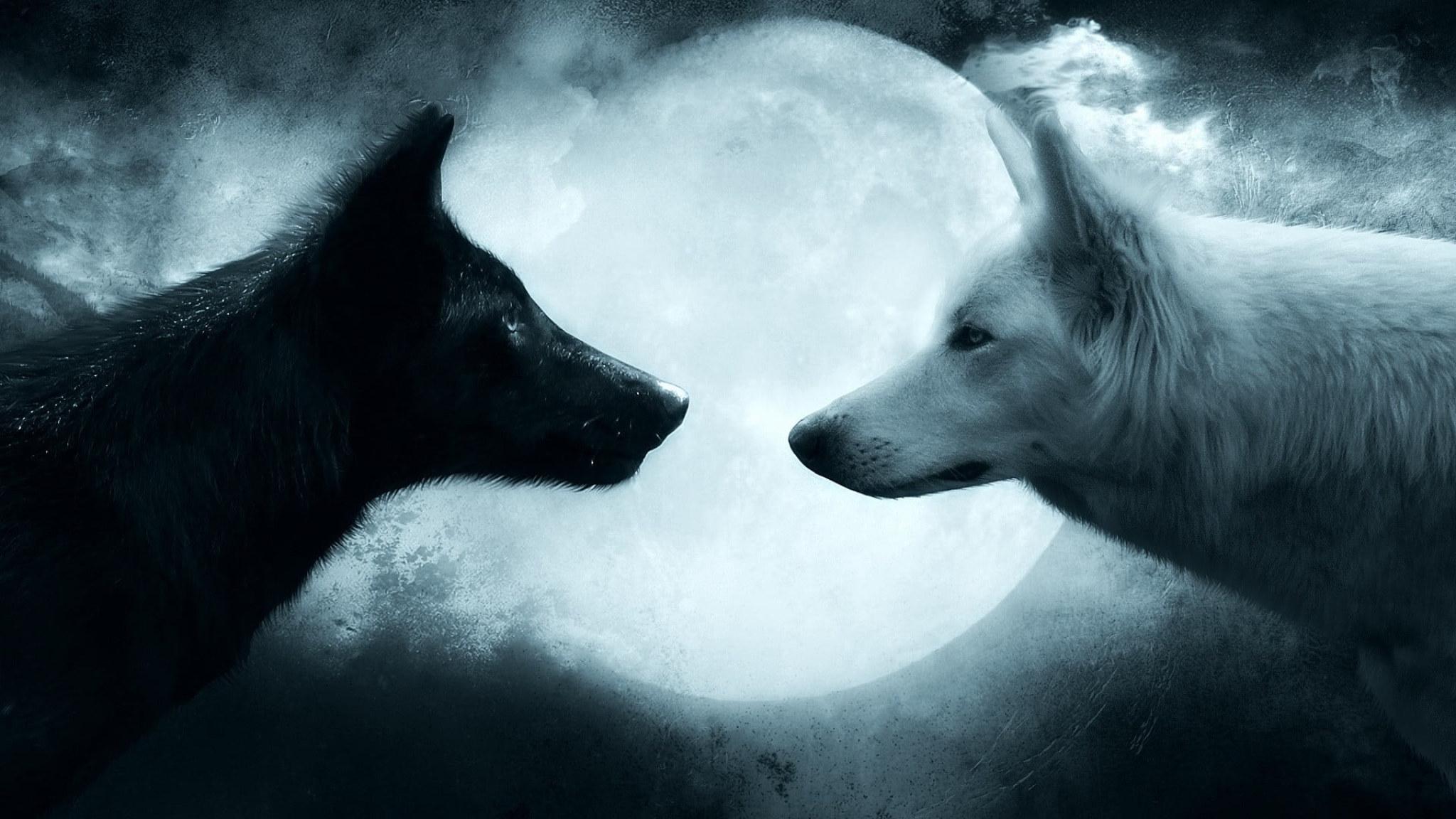 2048x1152 Two black and white wolves wallpaper, wolf, couple, animal, animal themes wallpaper • Wallpaper For You HD Wallpaper For Desktop & Mobile