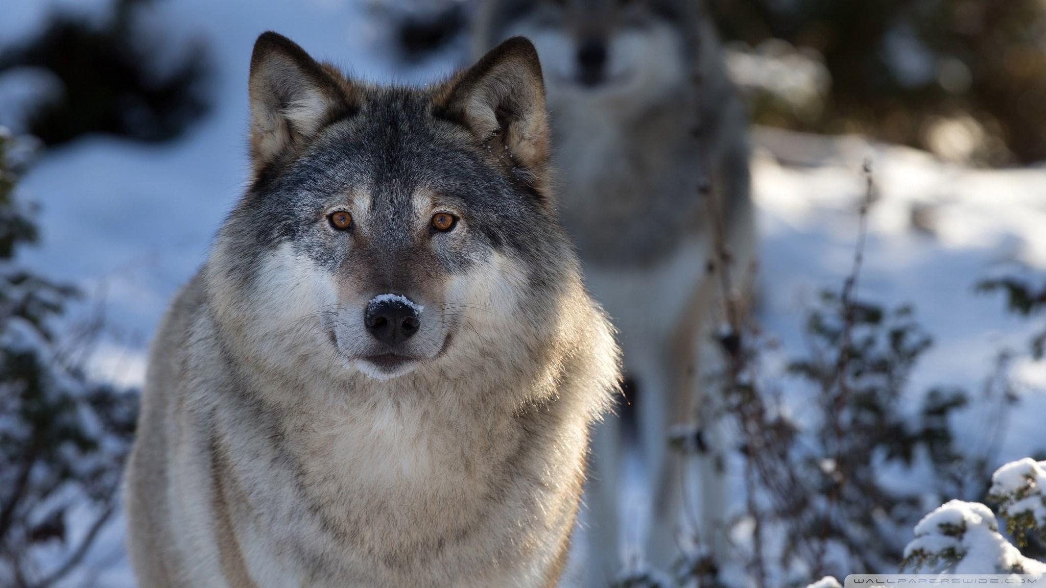 2048x1152 2048x1152 beautiful picture of wolf