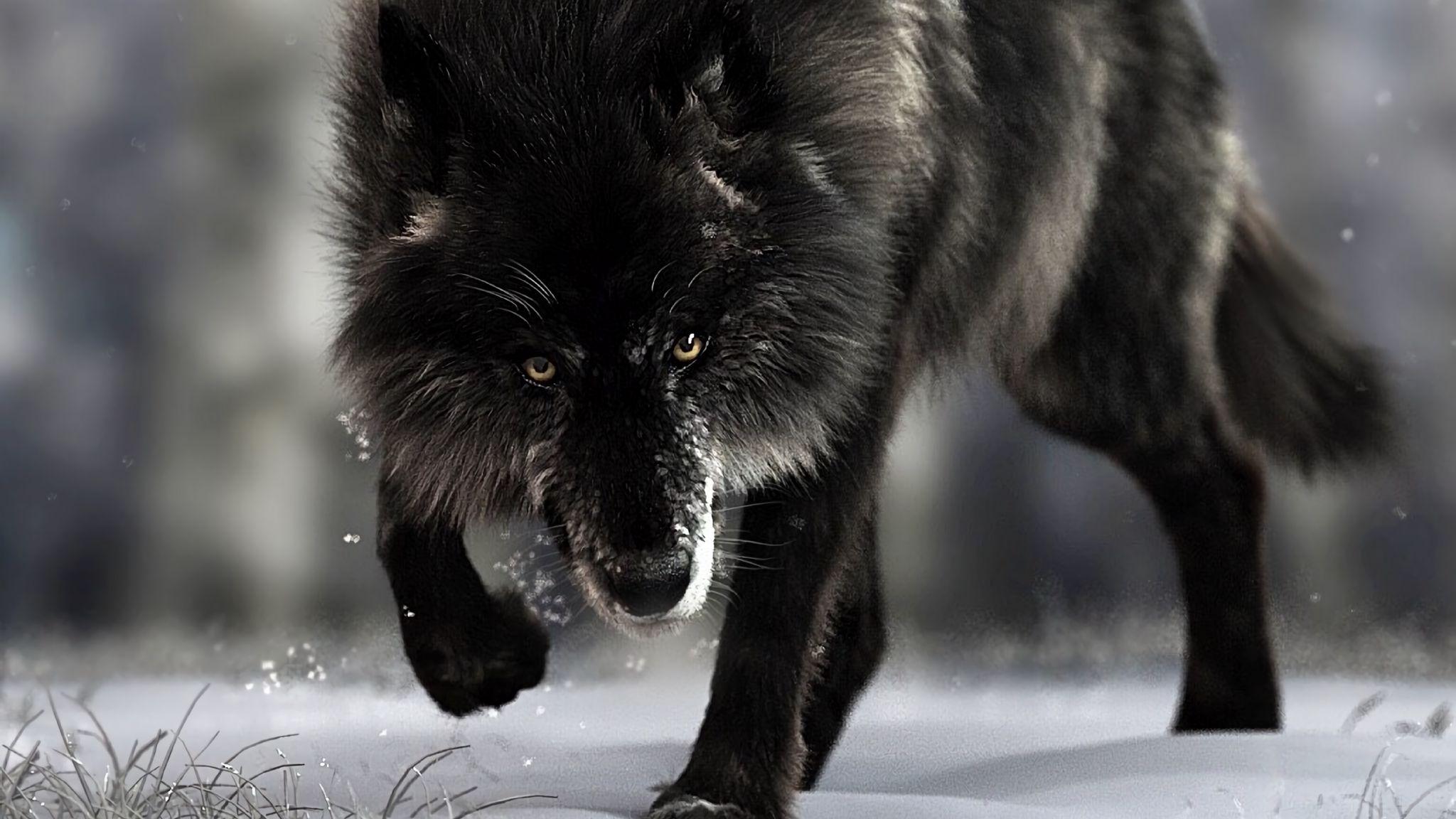 2048x1152 Download wallpaper 2048x1152 wolf, predator, black, wildlife, dog ultrawide monitor HD background