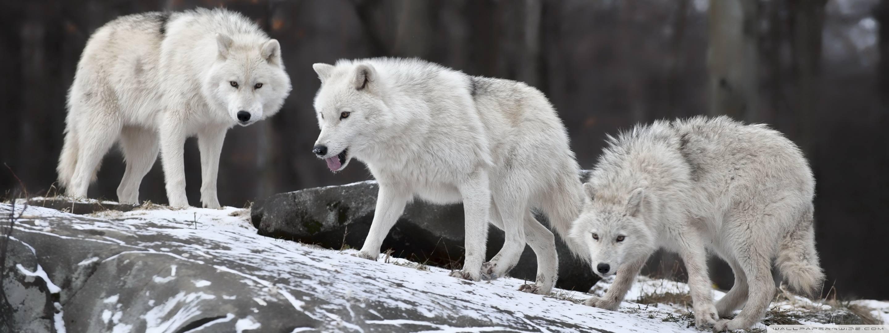 2880x1080 White Wolves Ultra HD Desktop Background Wallpaper for : Multi Display, Dual Monitor
