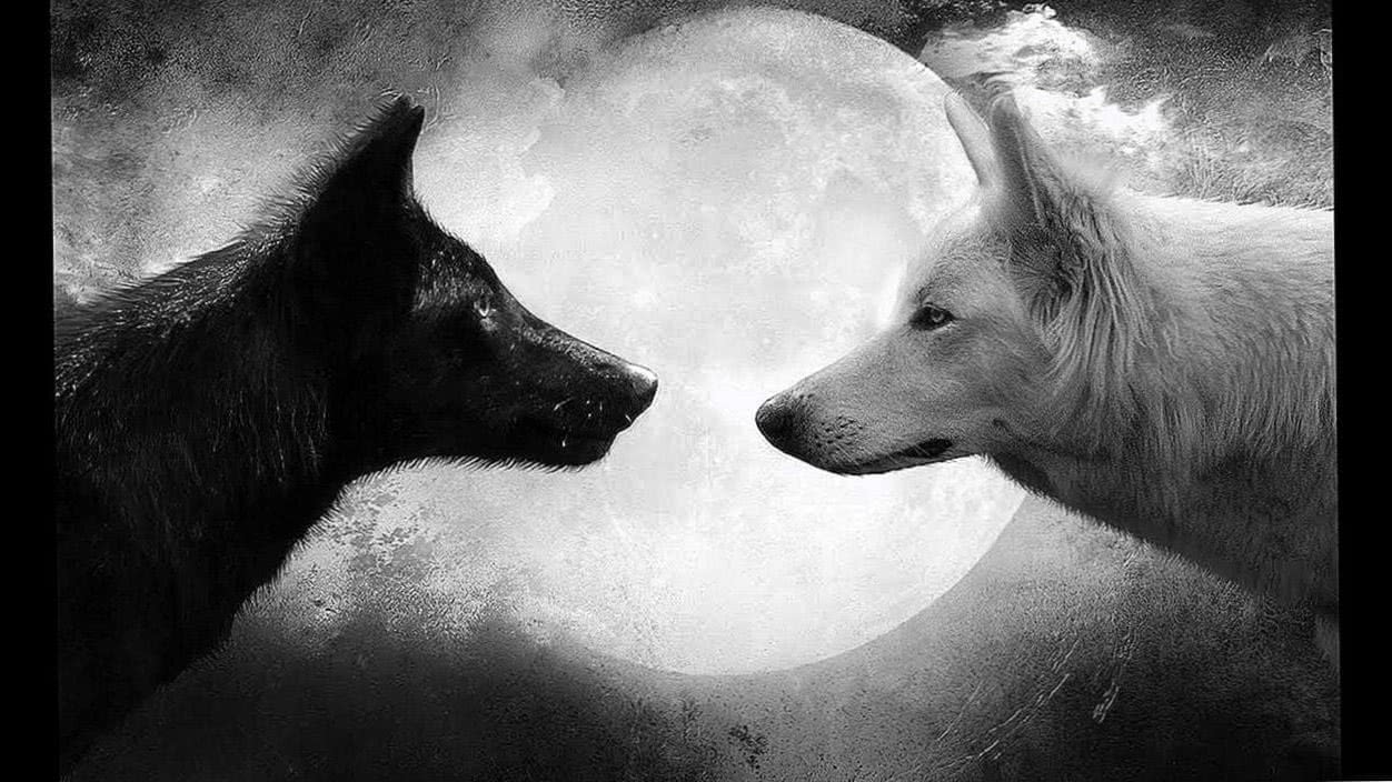 1252x704 Cool Wolf Picture Wallpaper Wallpaper.pro