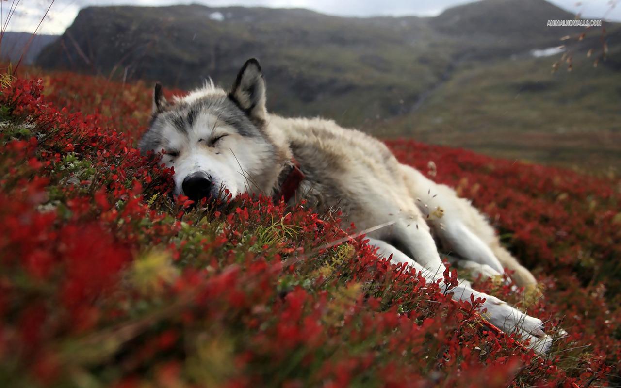 1280x800 Wolf Wallpaper