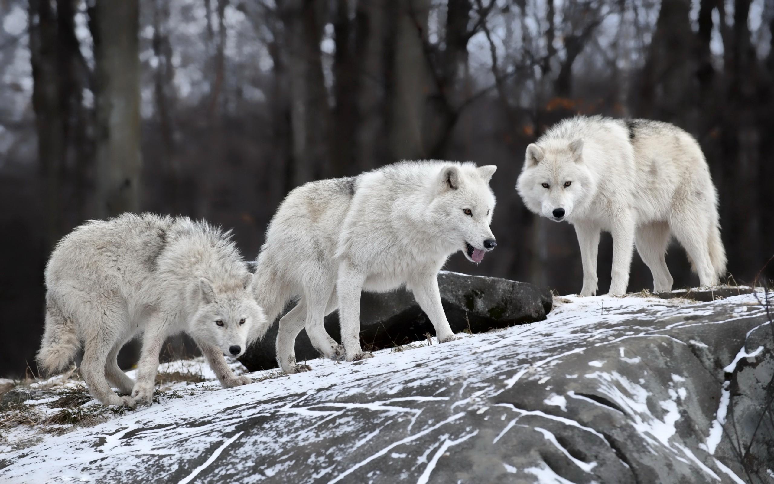 2560x1600 wolf, Wildlife, Animals, Snow Wallpaper HD / Desktop and Mobile Background