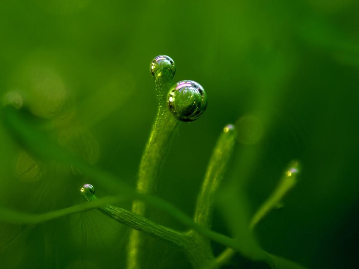 1152x864 Green bubbles wallpaper. Green bubbles