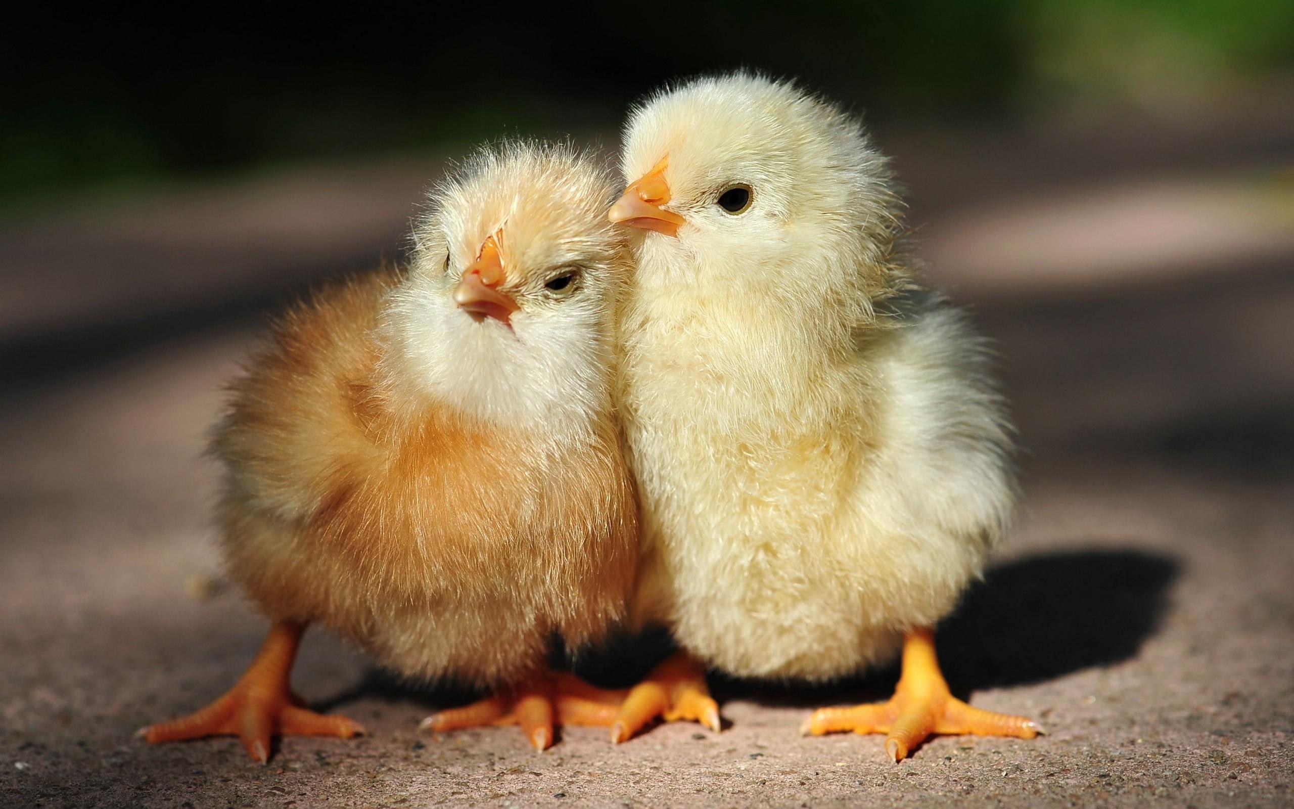 2560x1600 Baby Chickens Wallpaper