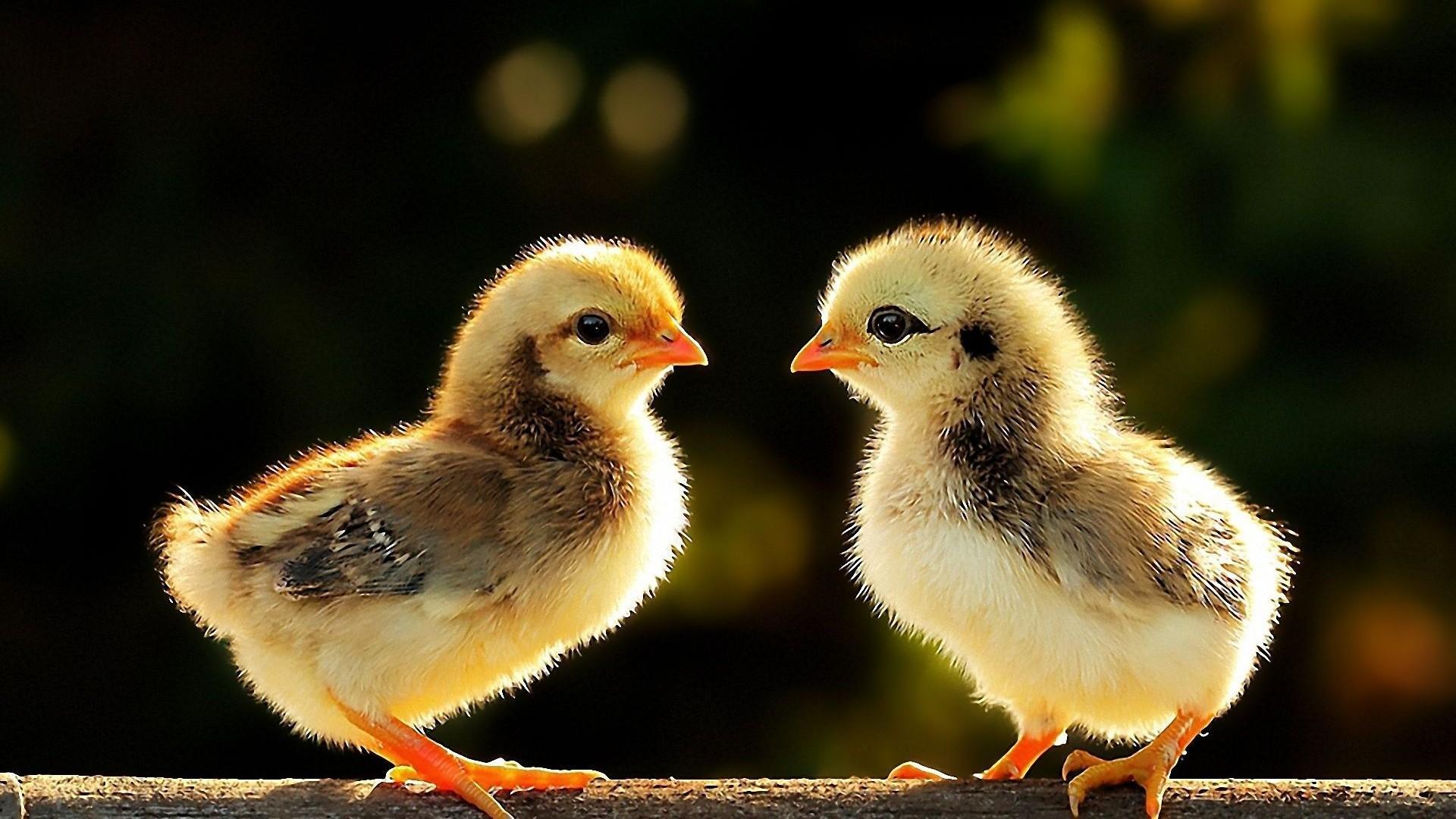 1920x1080 Chicks Wallpaper