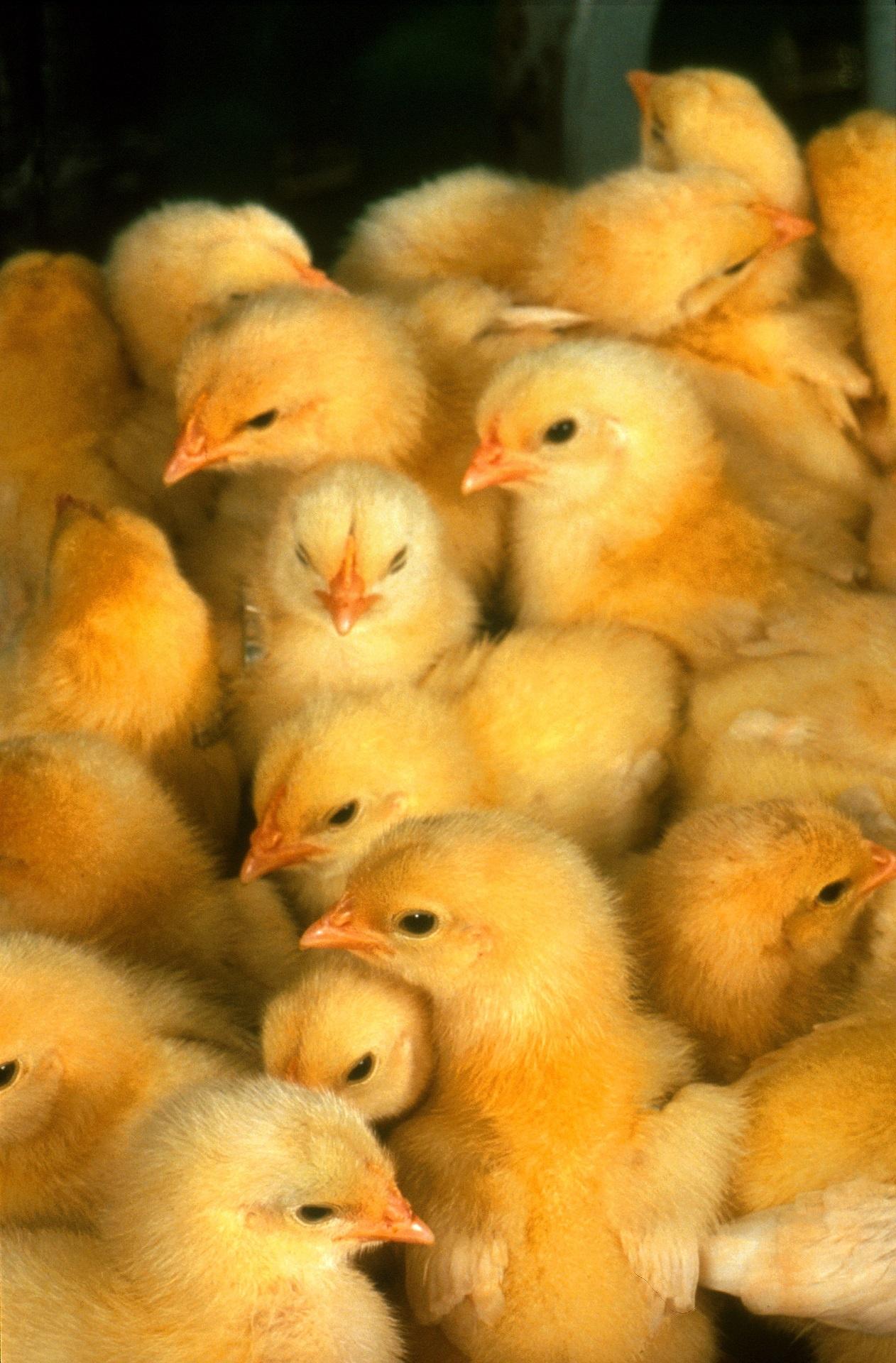 1262x1920 Free photo: Baby Chickens, Baby, Bird