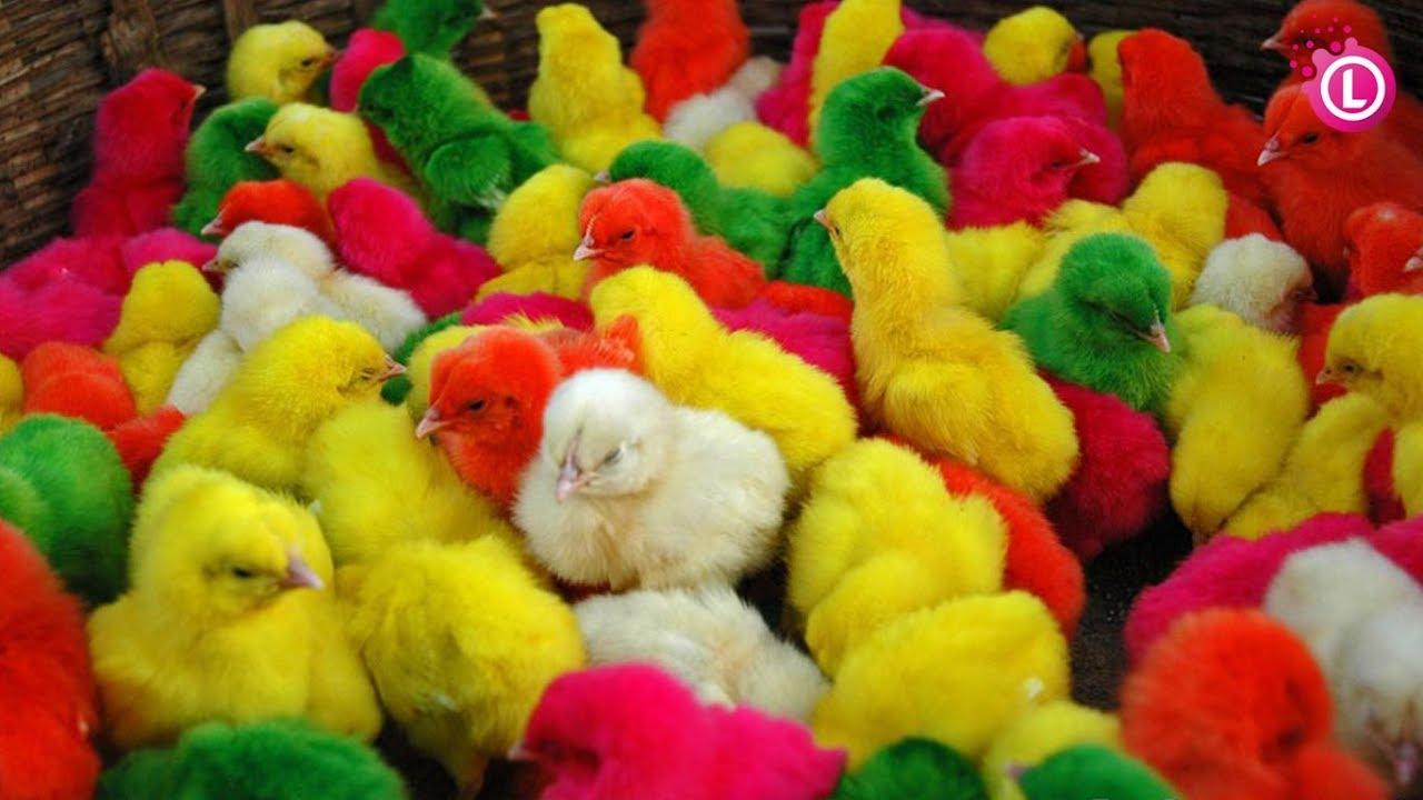 1280x720 Many Coloured Chicken Baby, Coloured Chicks, Baby Chicken