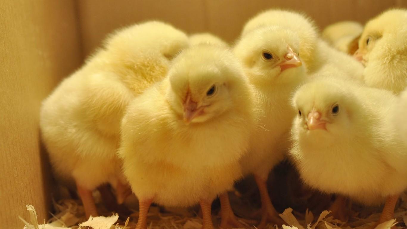 1366x768 Baby Chicks HD Wallpaper 19107