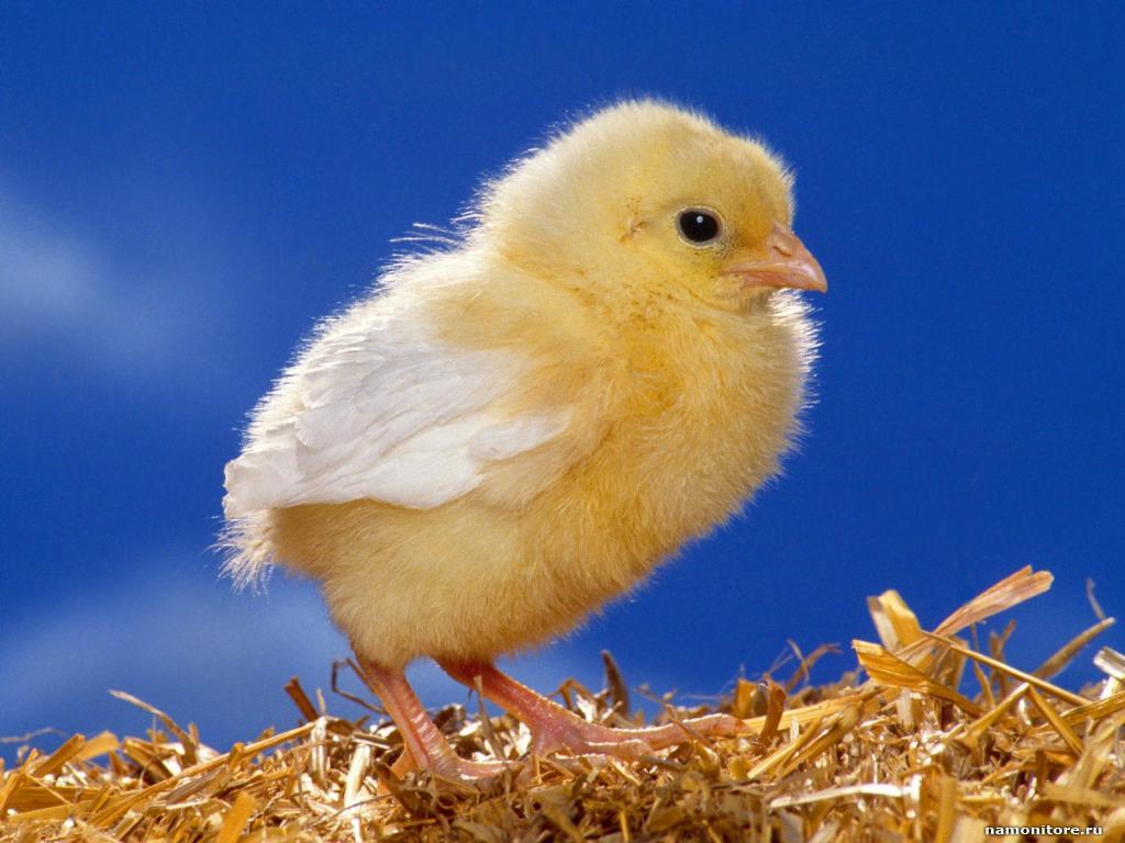 1024x768 Yellow Chicken wallpaperx768