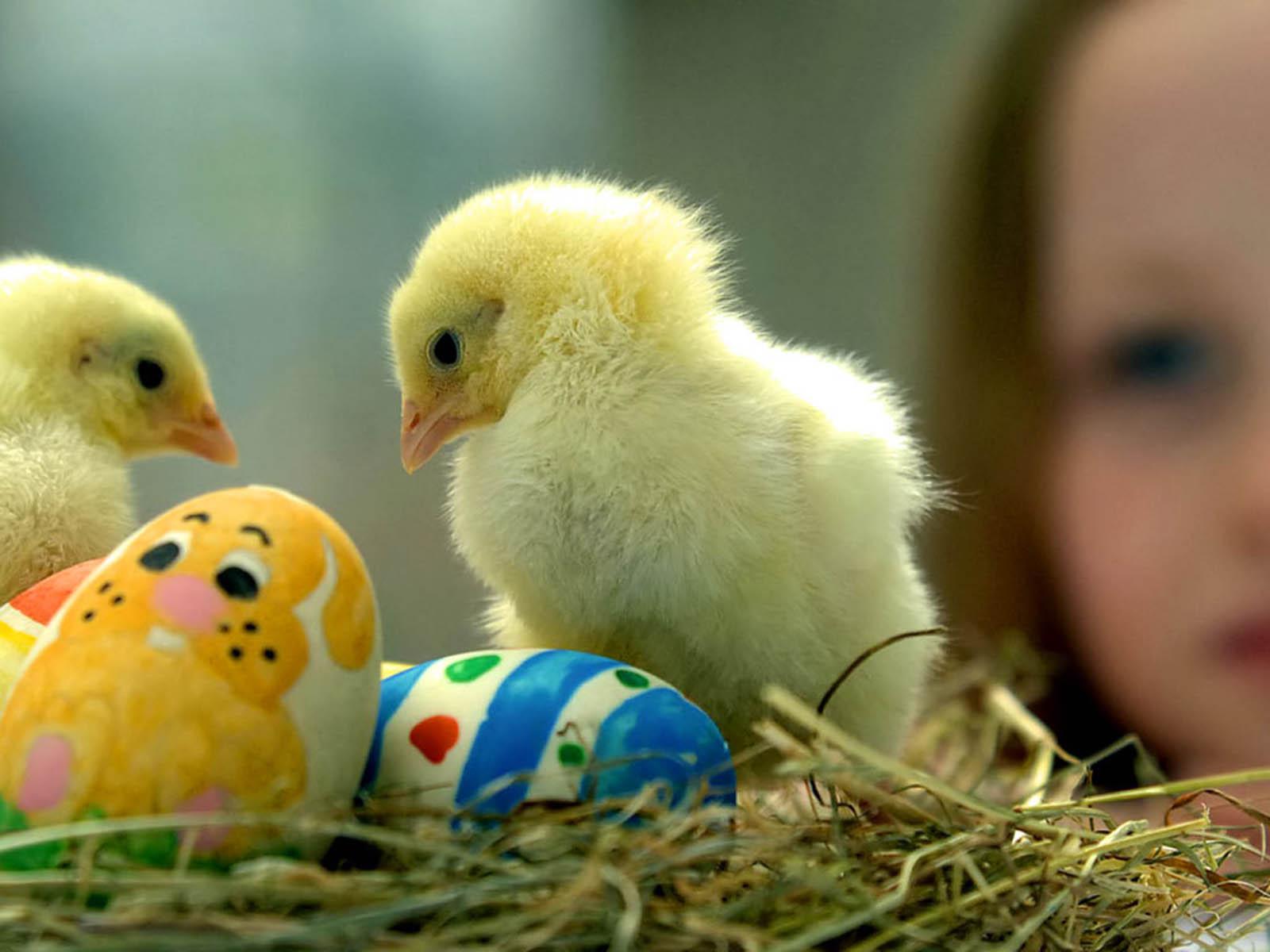 1600x1200 Hen Wallpaper FREE Picture