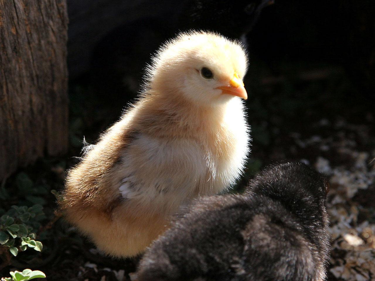 1280x960 Chicken Picture Chicken Bird Photo