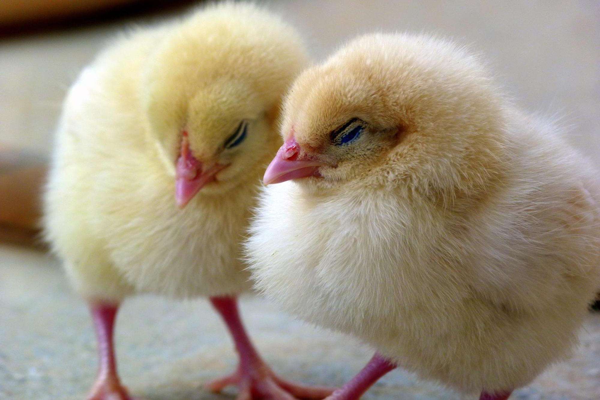 2000x1334 hen HD wallpaper, Background