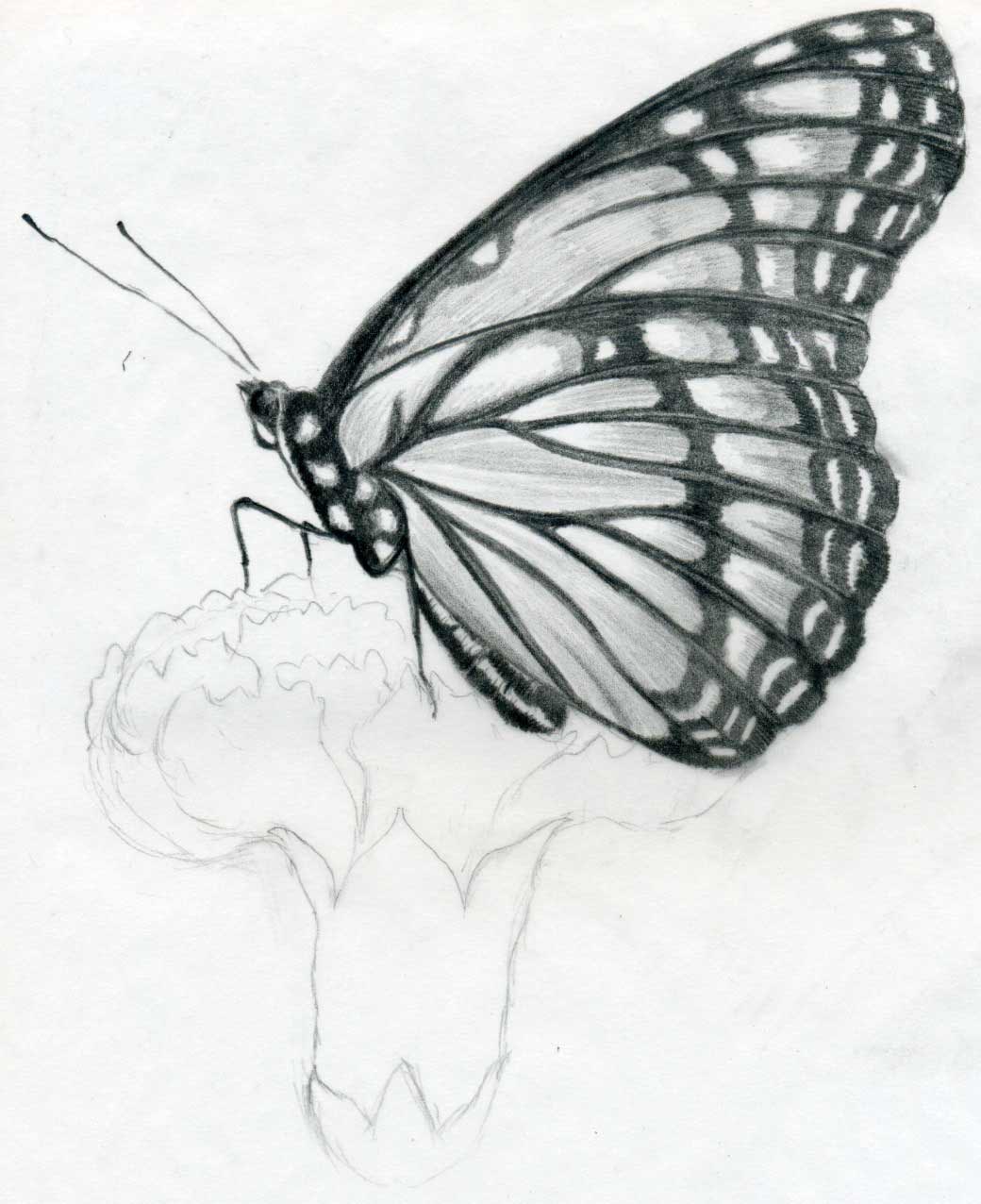 1040x1276 Free download drawing butterfly sketches wallpaper Cute birds Sketches Wallpaper [1040x1276] for your Desktop, Mobile & Tablet. Explore Drawn Background. Drawn Wallpaper, Hand Drawn Wallpaper