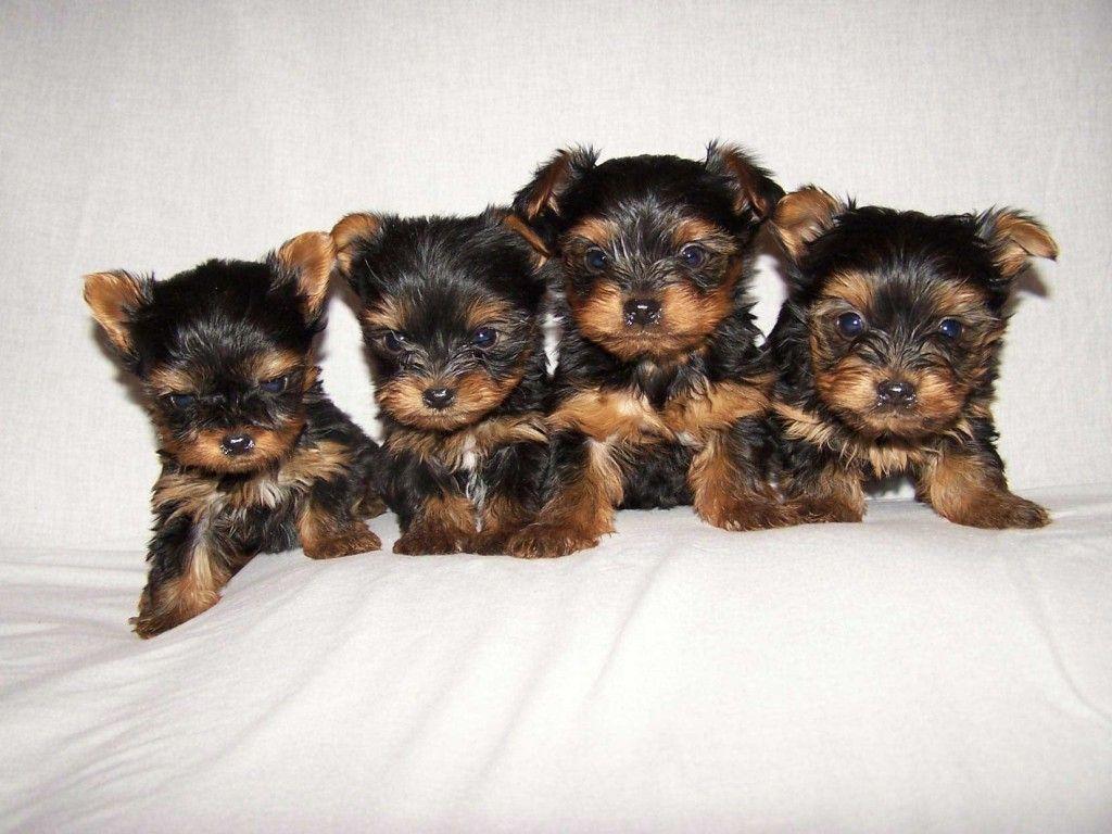 1024x768 Yorkies Wallpaper