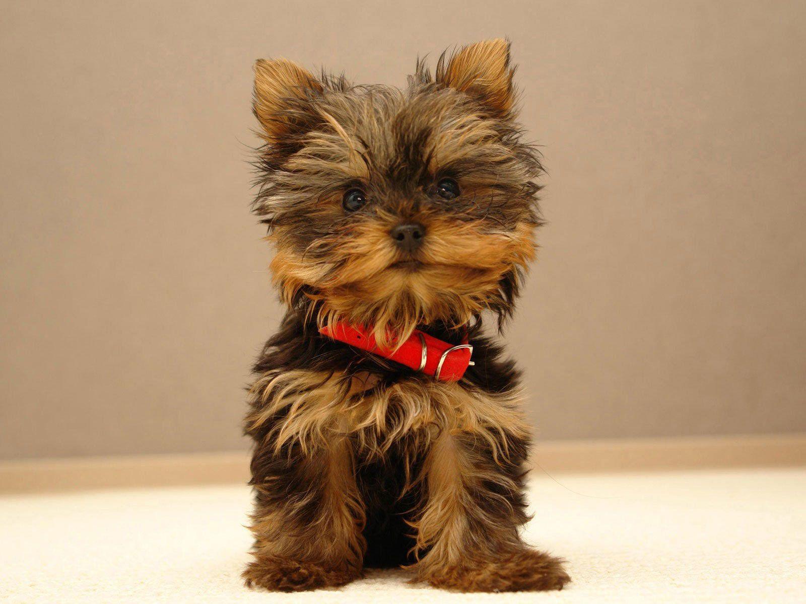 Teacup Yorkie Wallpapers - Top Free Teacup Yorkie Backgrounds ...