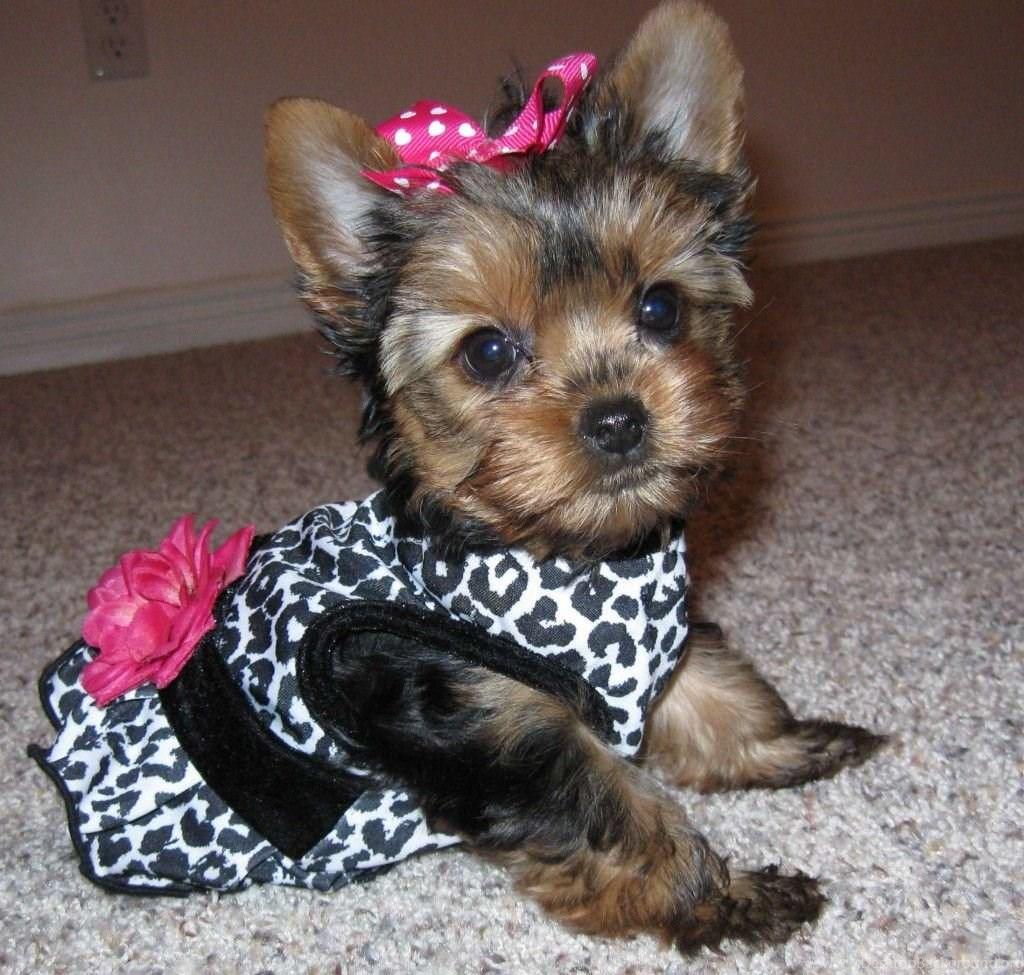 1024x975 Teacup Yorkie Poo Desktop Background