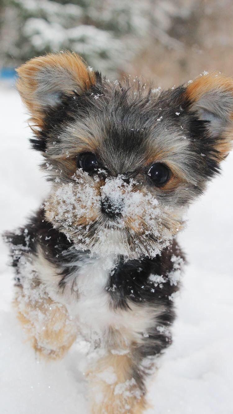 750x1334 Yorkshire Terrier Puppy Wallpaper