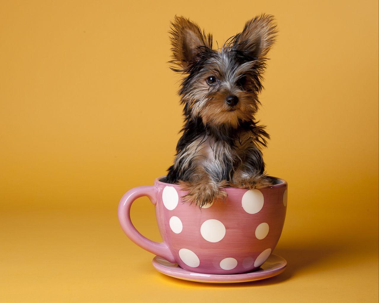 1280x1024 Download wallpaper 1280x1024 yorkshire terrier, cup, puppy, dog, sit standard 5:4 HD background
