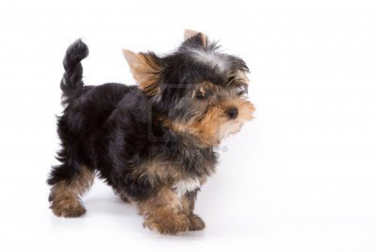 1200x801 Free download Desktop Wallpaper Full Size Yorkie Great World [1200x801] for your Desktop, Mobile & Tablet. Explore Christmas Yorkie Wallpaper. Yorkshire Terrier Wallpaper, Yorkie Picture Wallpaper, Yorkie Desktop Wallpaper