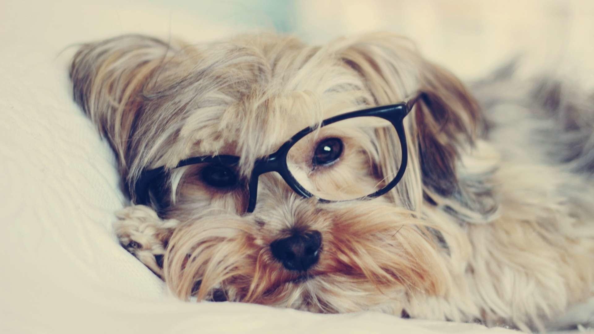 1920x1080 Yorkie Wallpaper for Desktop