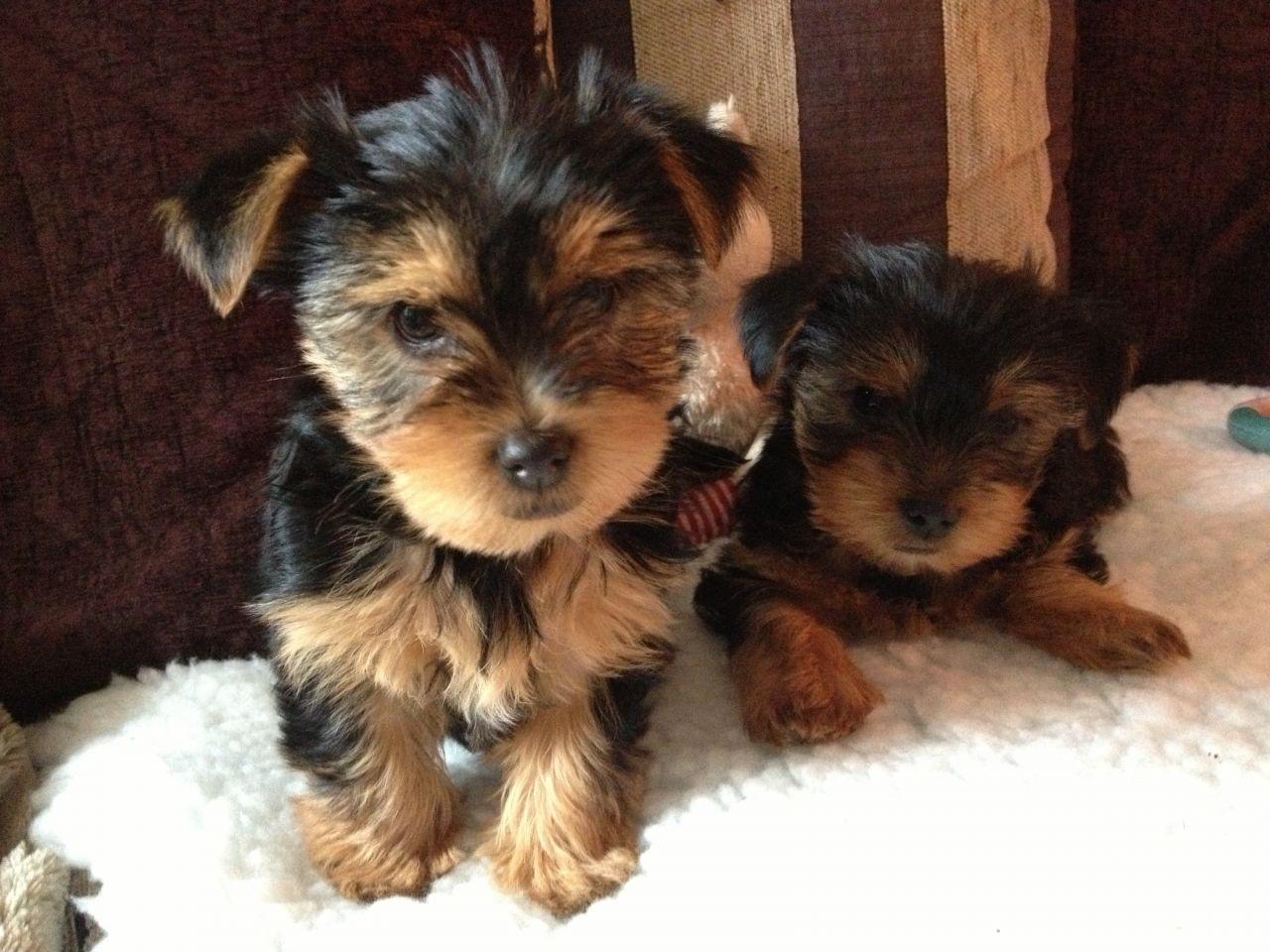 1280x960 Yorkie Wallpaper. Yorkie Wallpaper, Yorkie Puppy Wallpaper and Yorkie Halloween Wallpaper