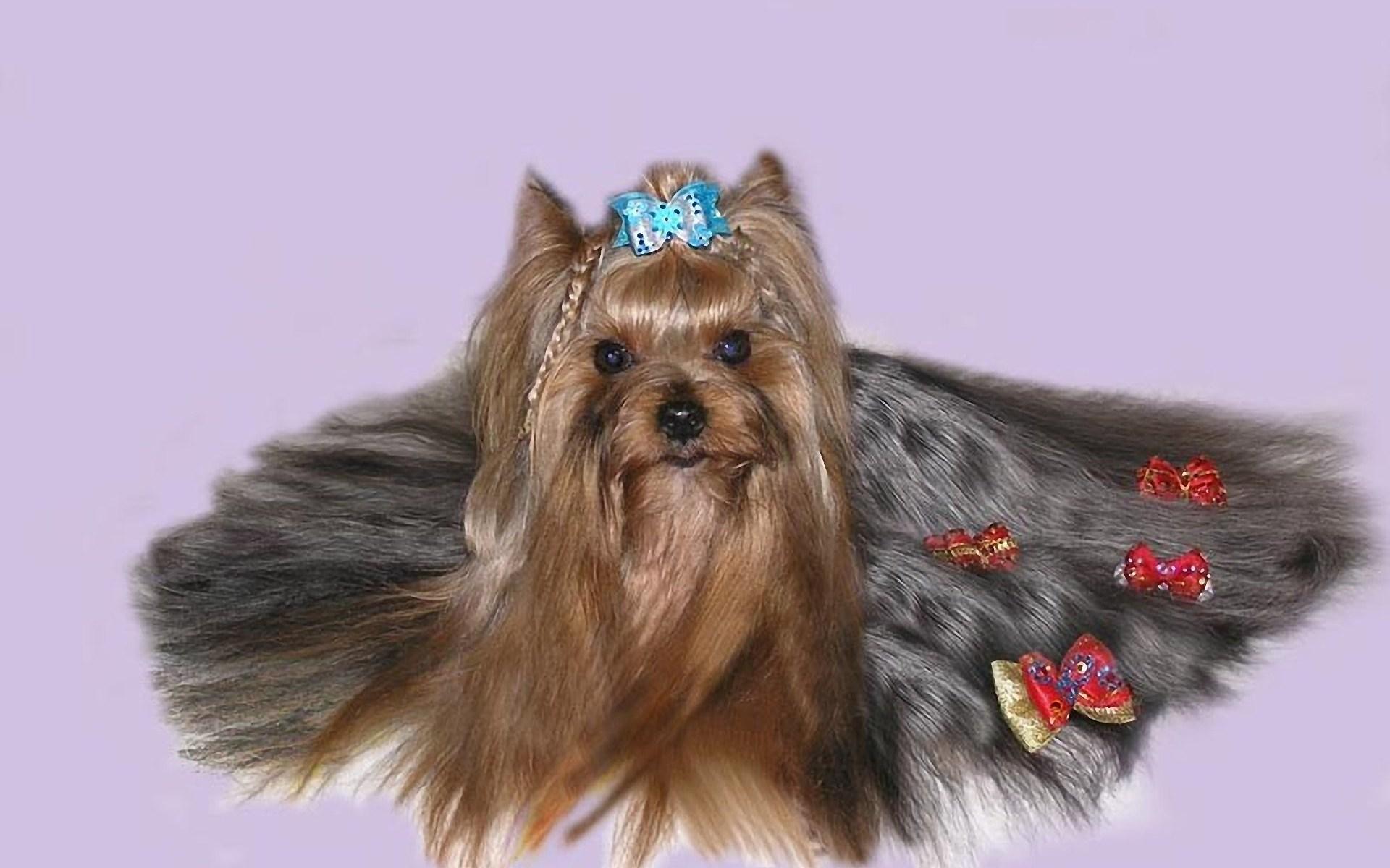 1920x1200 Yorkie Wallpaper. Yorkie Wallpaper, Yorkie Puppy Wallpaper and Yorkie Halloween Wallpaper