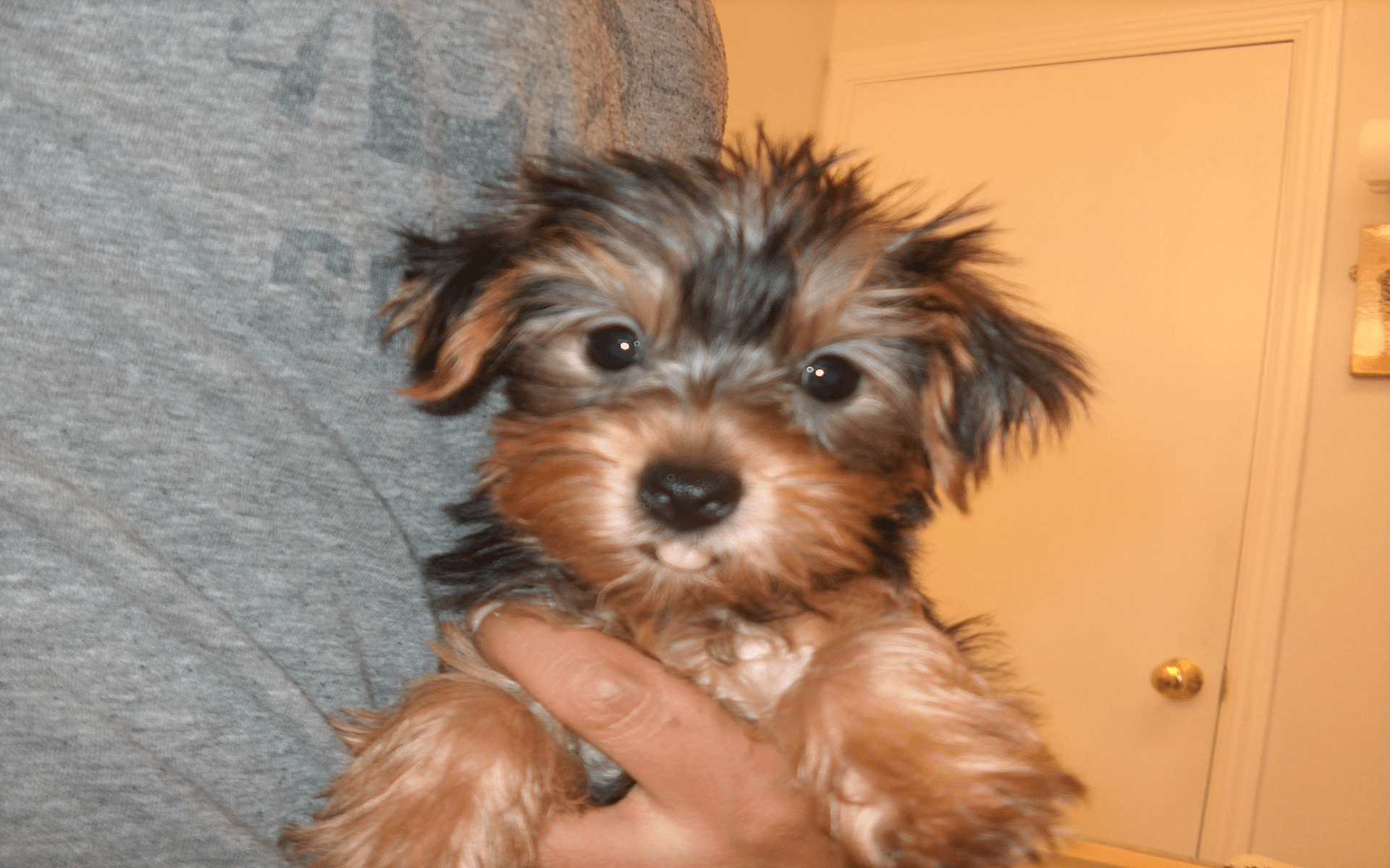 1920x1200 Back Gallery For Yorkshire Terrior Puppy Computer Wallpaper Yorkie HD Wallpaper
