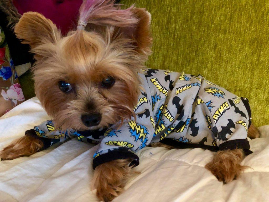 1024x768 Teacup Yorkies About Miniature & Toy Yorkies