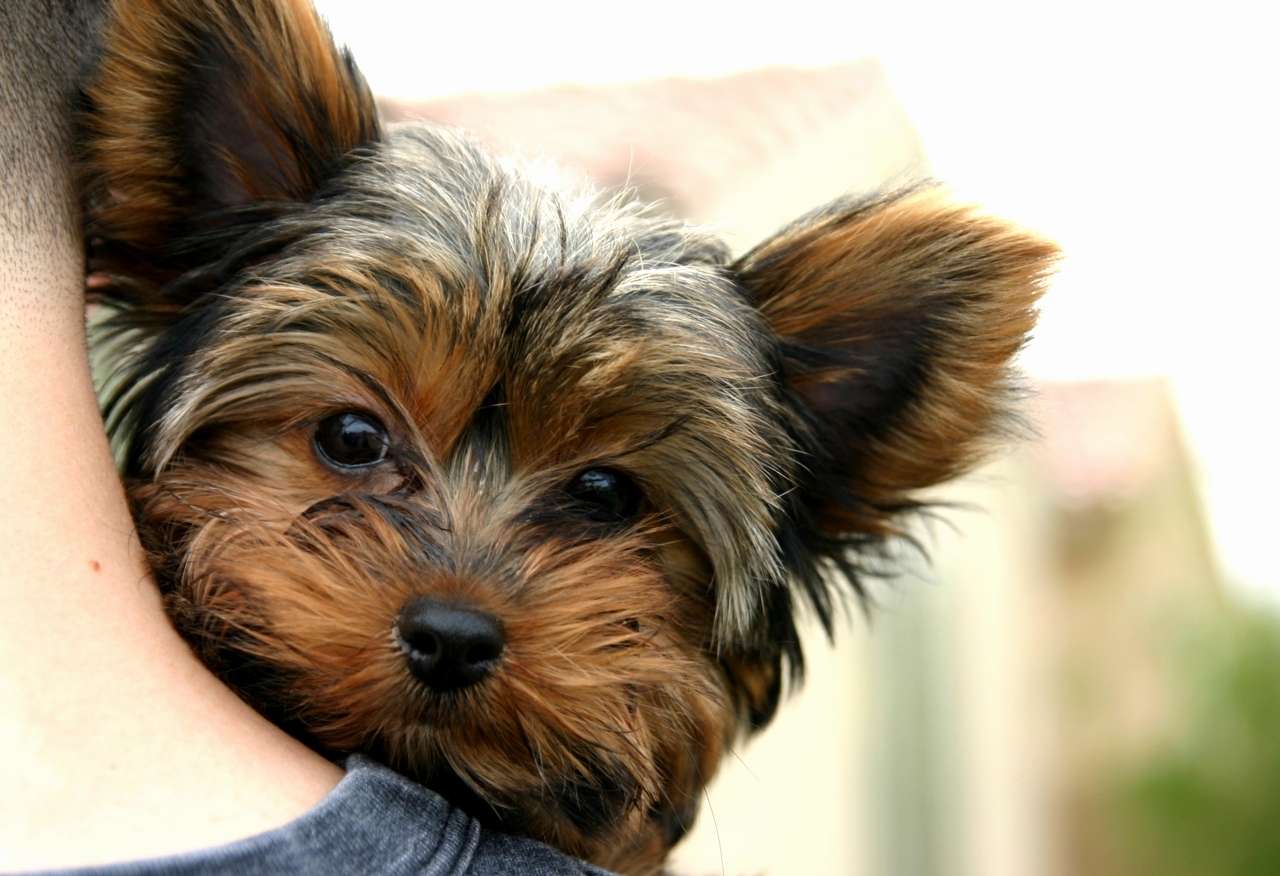 1280x876 Yorkie Christmas Puppy Wallpaper