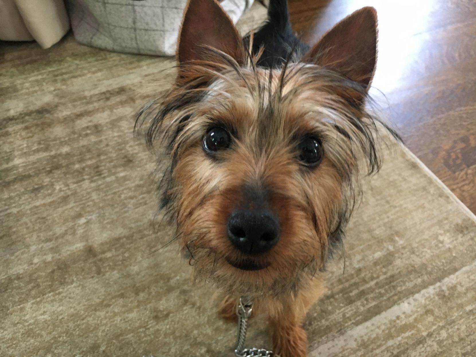 1661x1246 Dog Gone Problems: Tips for potty training a teacup Yorkie
