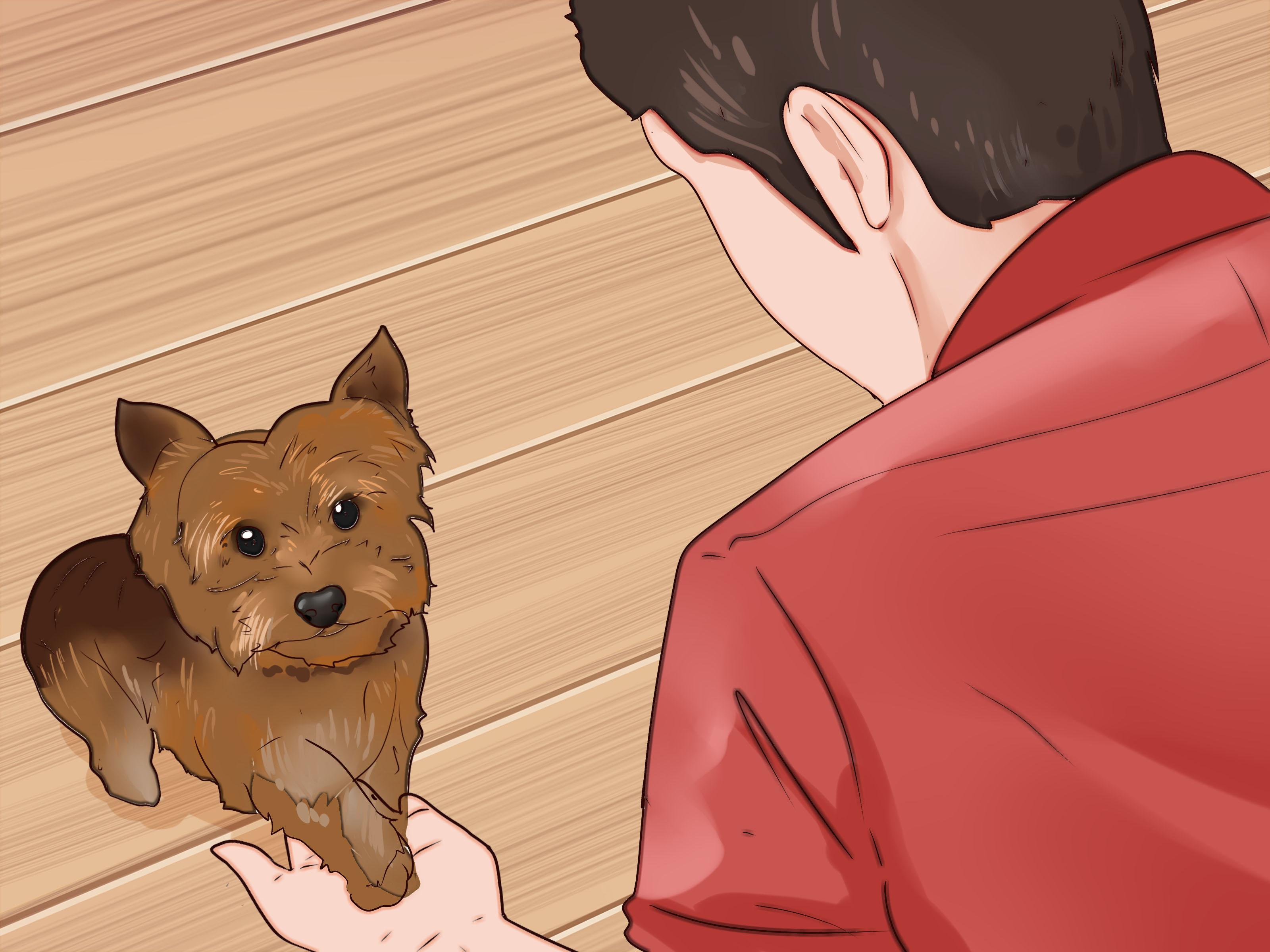 3200x2400 How to Train a Yorkie (with Picture)