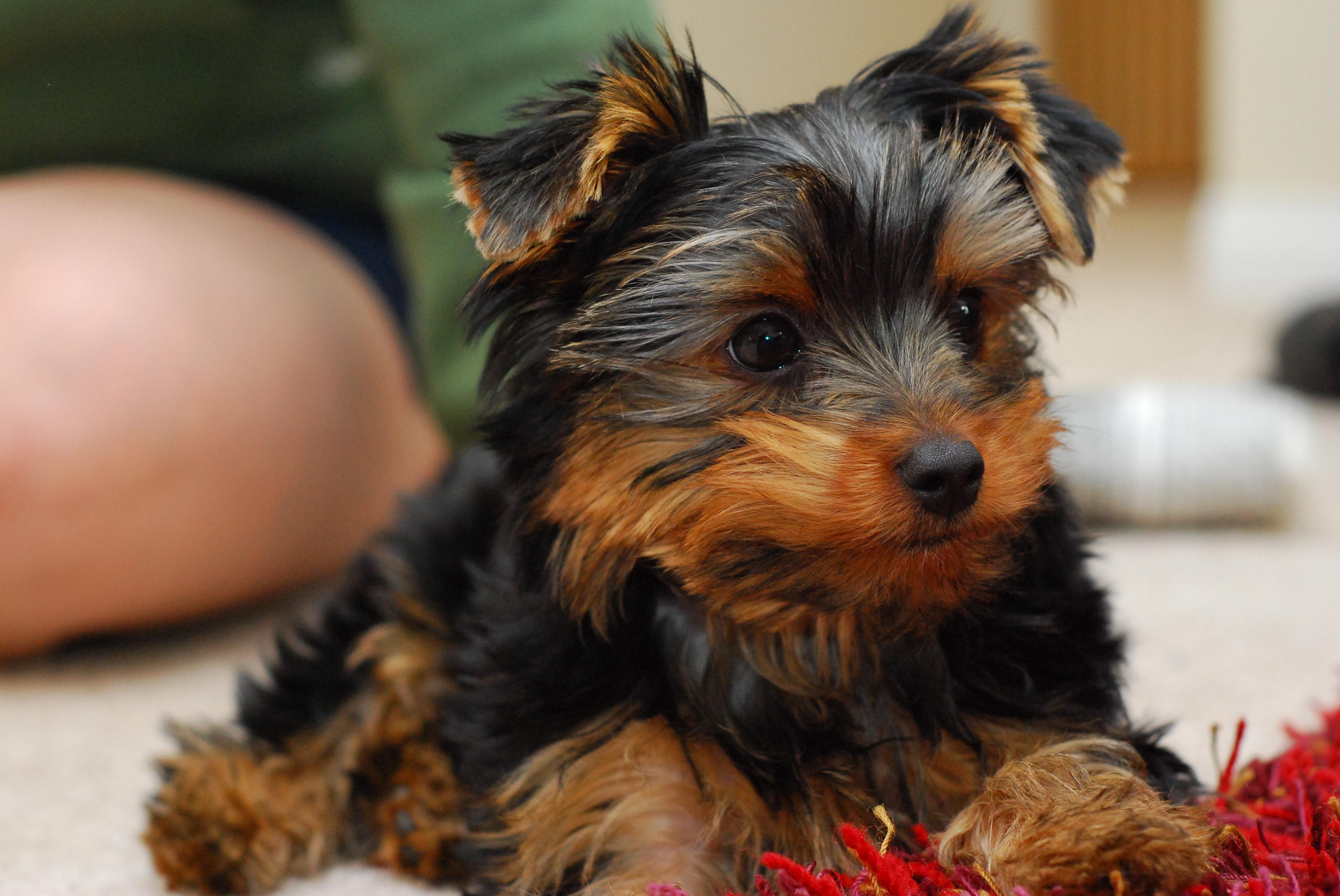 3680x2463 A puppy