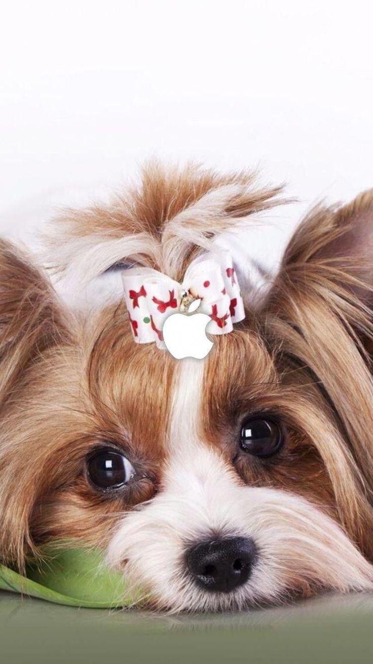 736x1310 Teacup Yorkie Puppies Wallpaper Really Awesome!