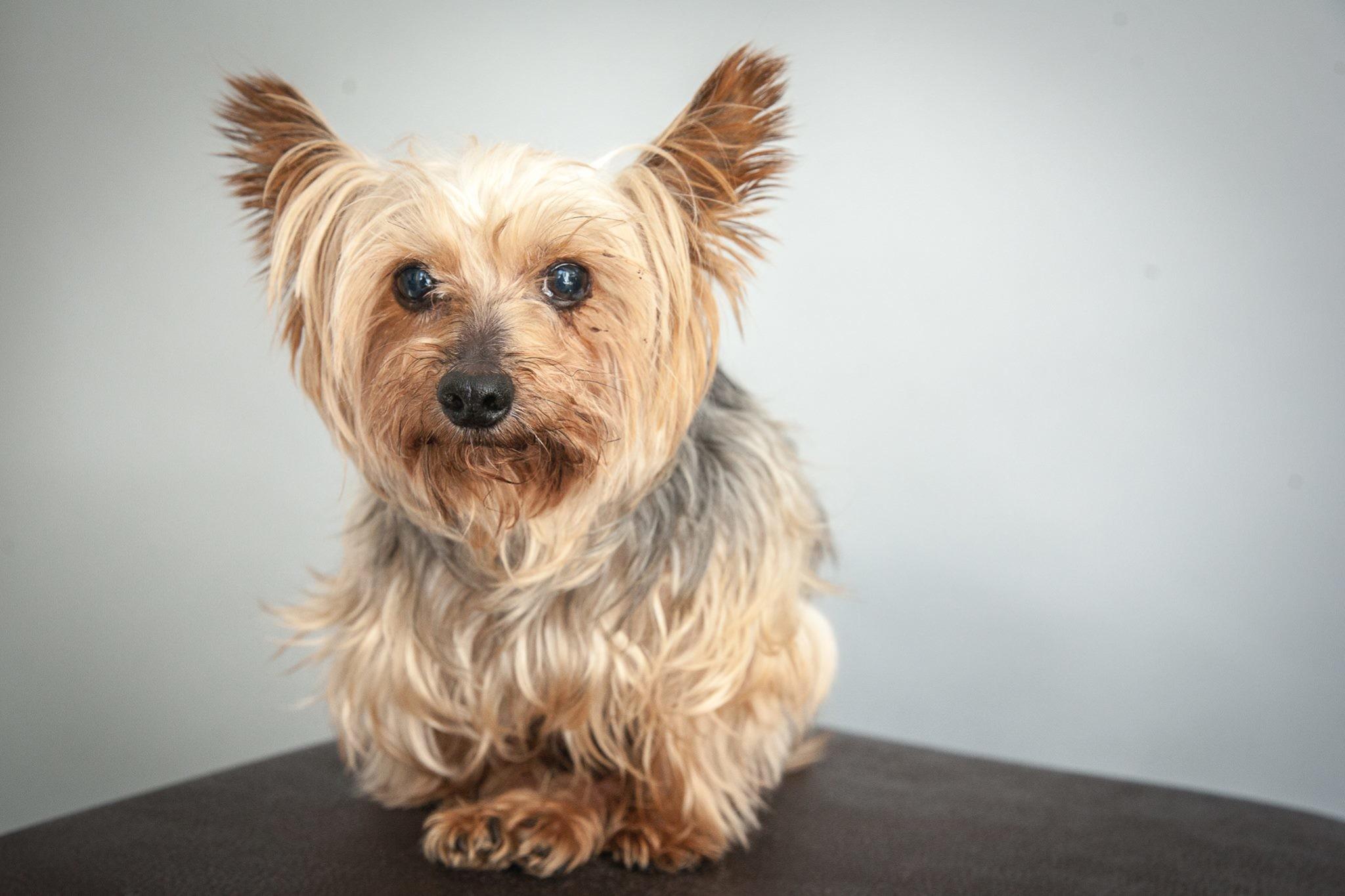 2048x1365 New Yorkie Wallpaper For Deskx1200 Image