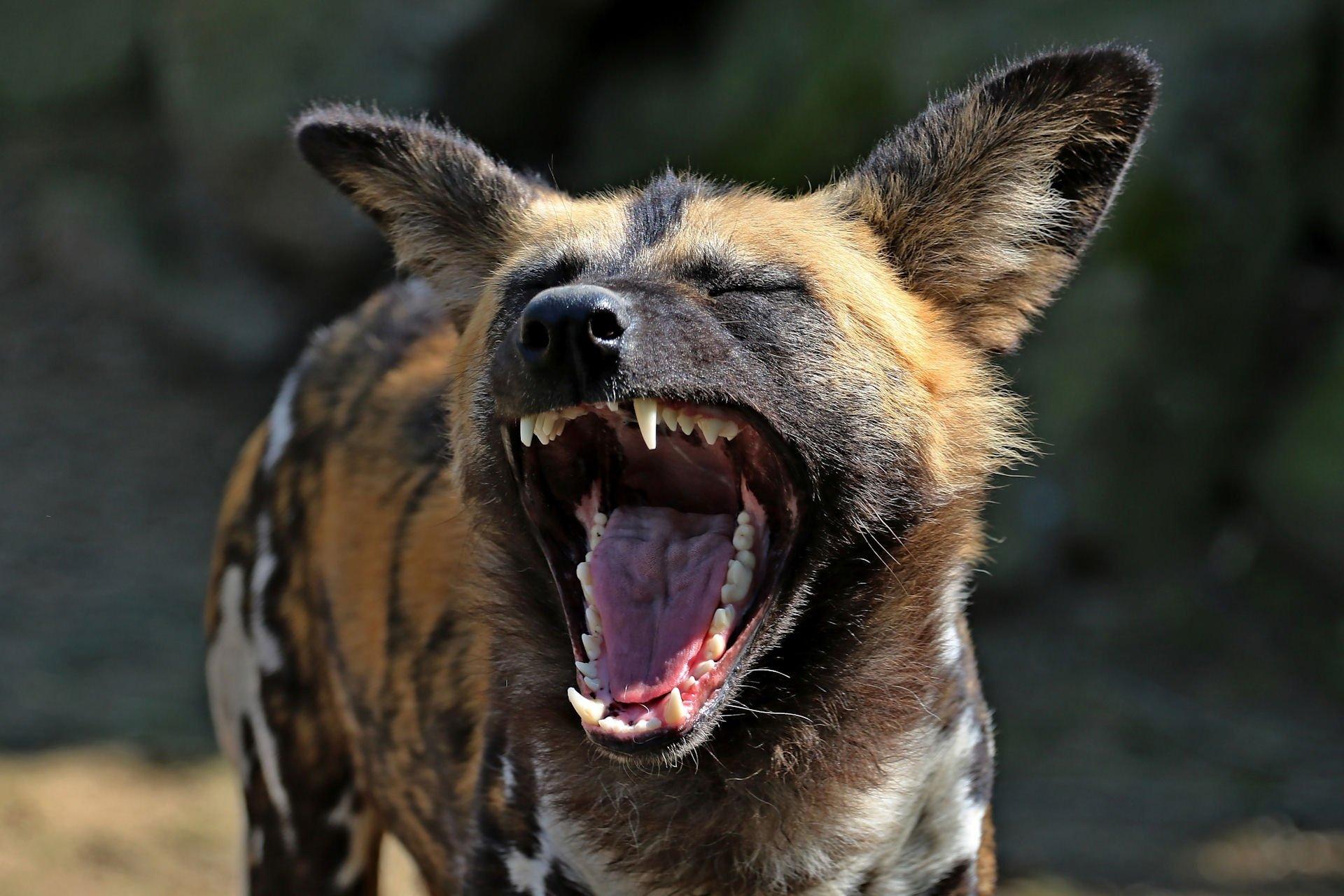 1920x1280 African wild Dog, African hunting dog or Painted Wolf