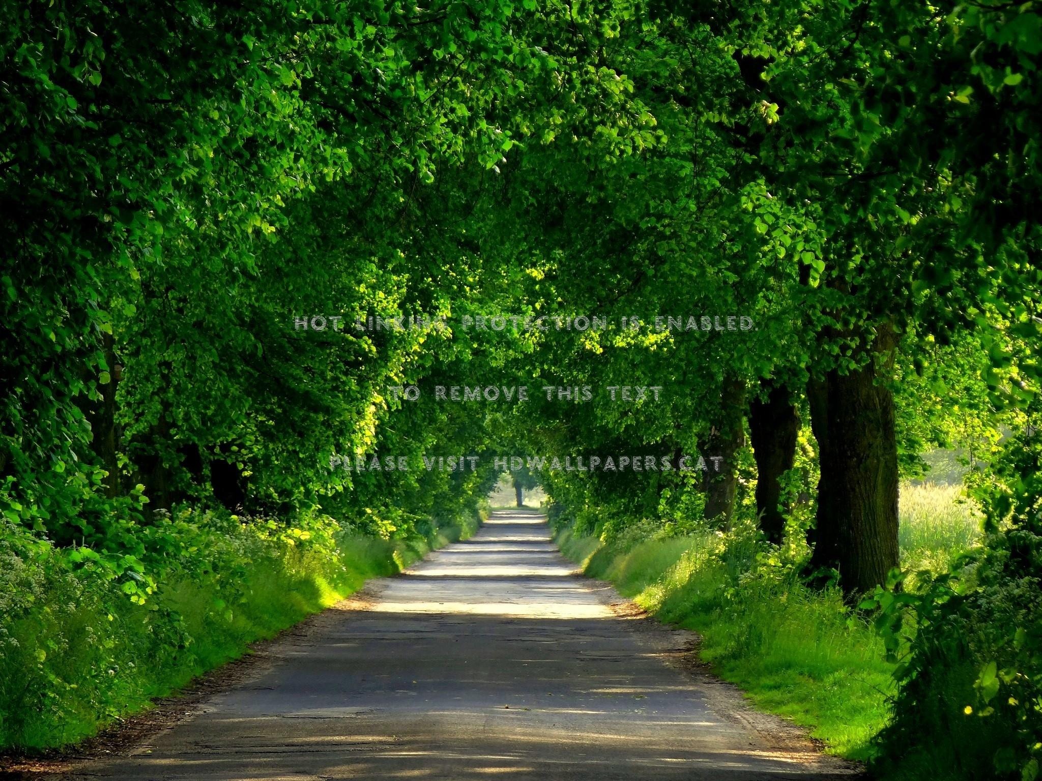 2048x1536 road under trees beautiful arch green