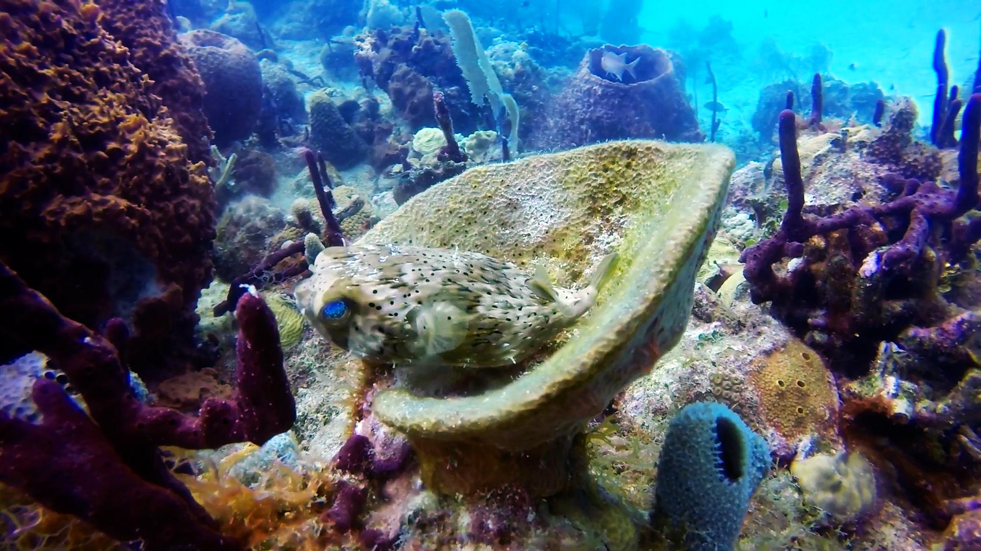 1920x1080 The 9 Best Caribbean Coral Reefs For Scuba Diving