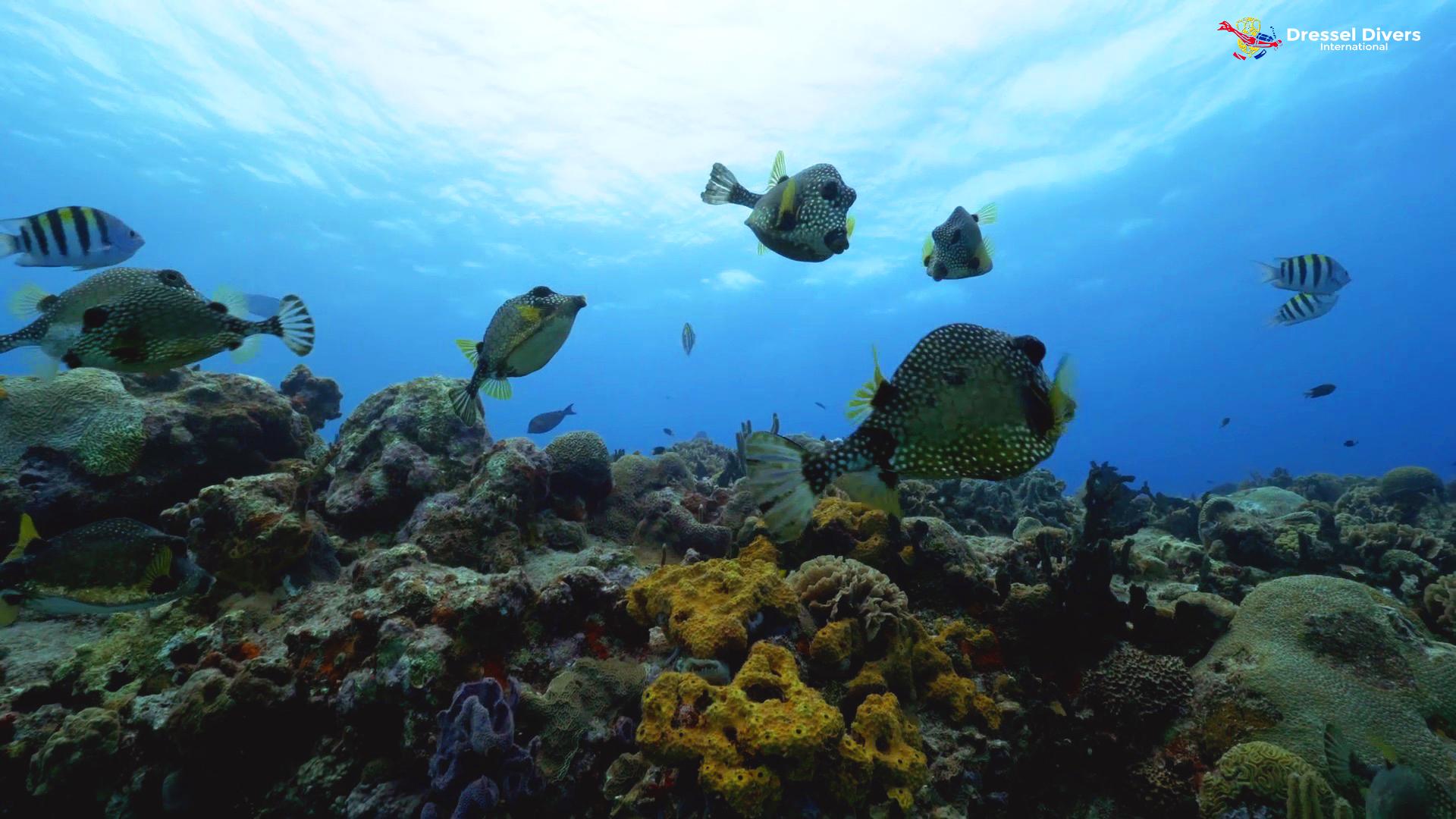 1920x1080 The 9 Best Caribbean Coral Reefs For Scuba Diving