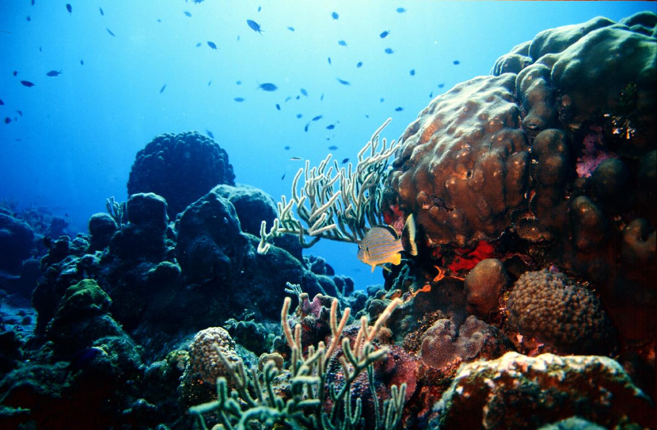 1300x852 Reef Wallpaper